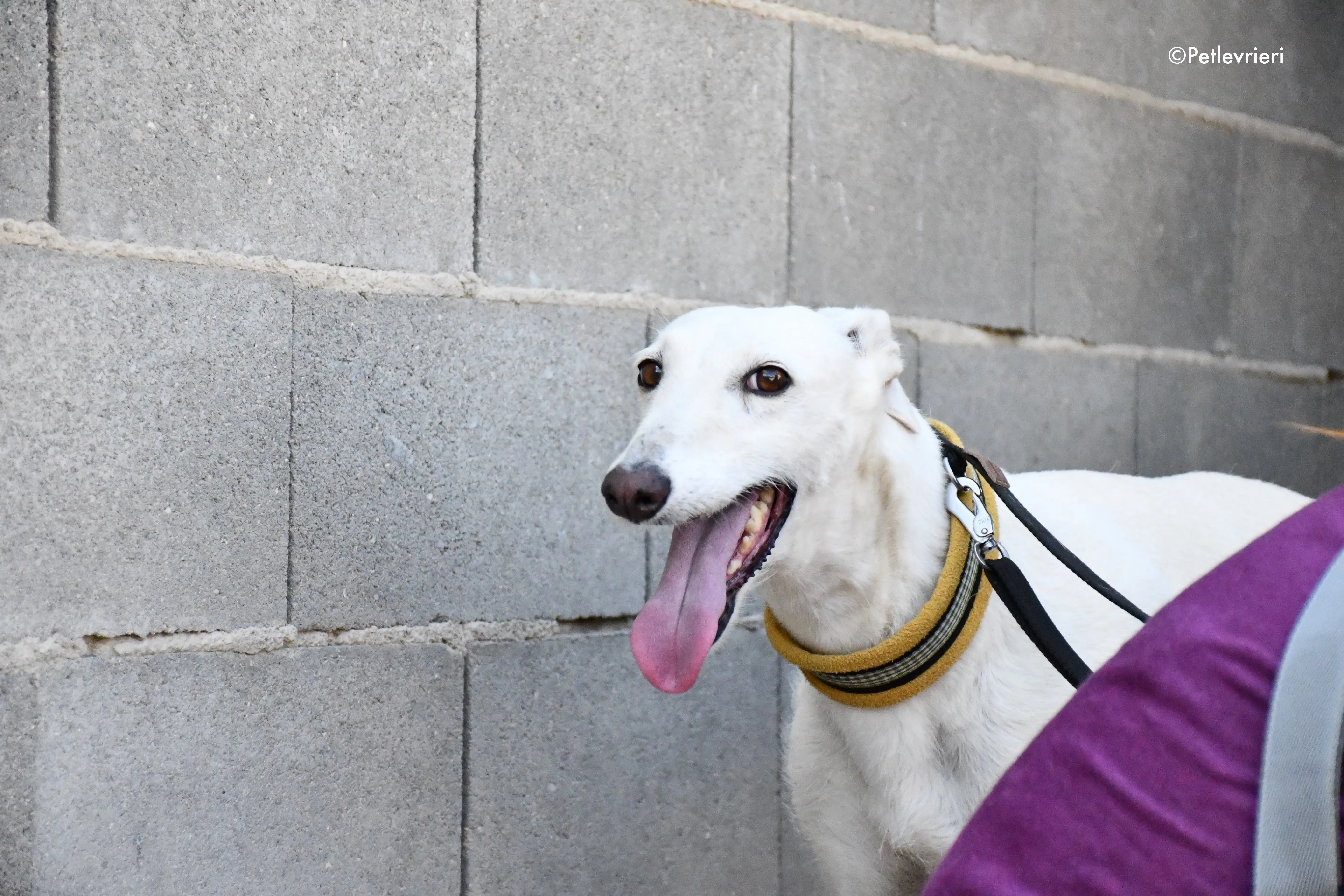 linda adozione levrieri galgo 14