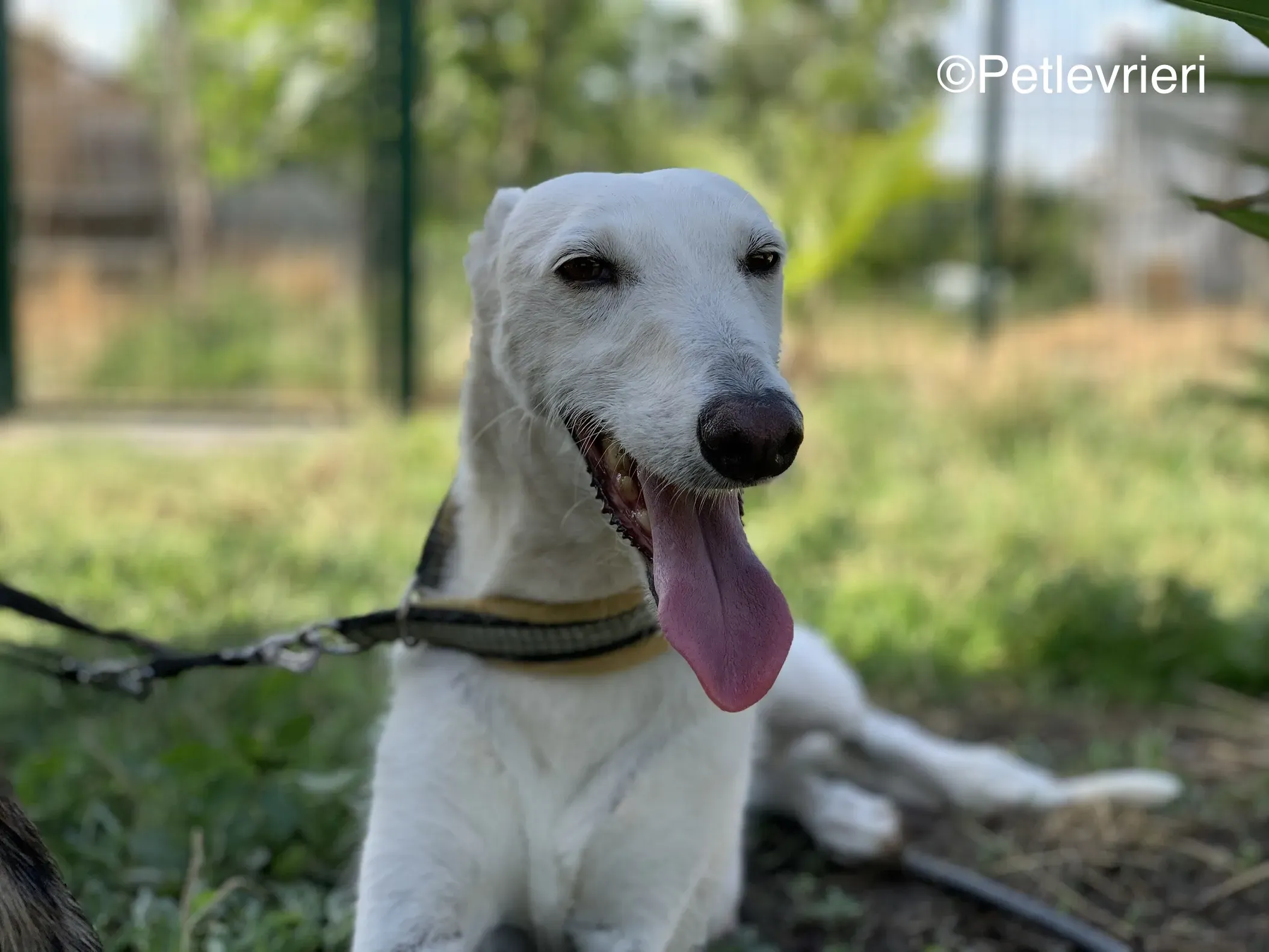 linda adozione levrieri galgo 15