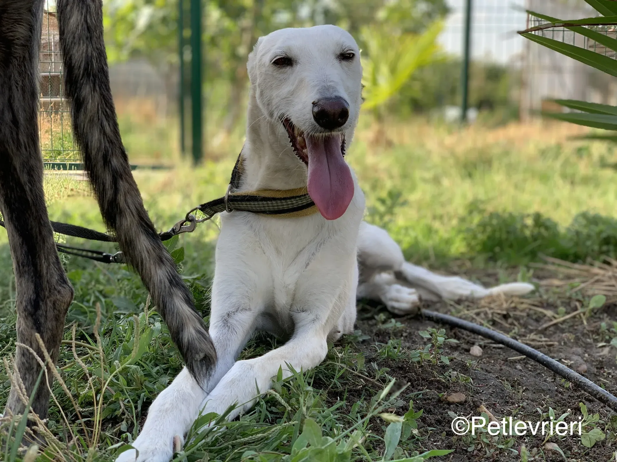 linda adozione levrieri galgo 16