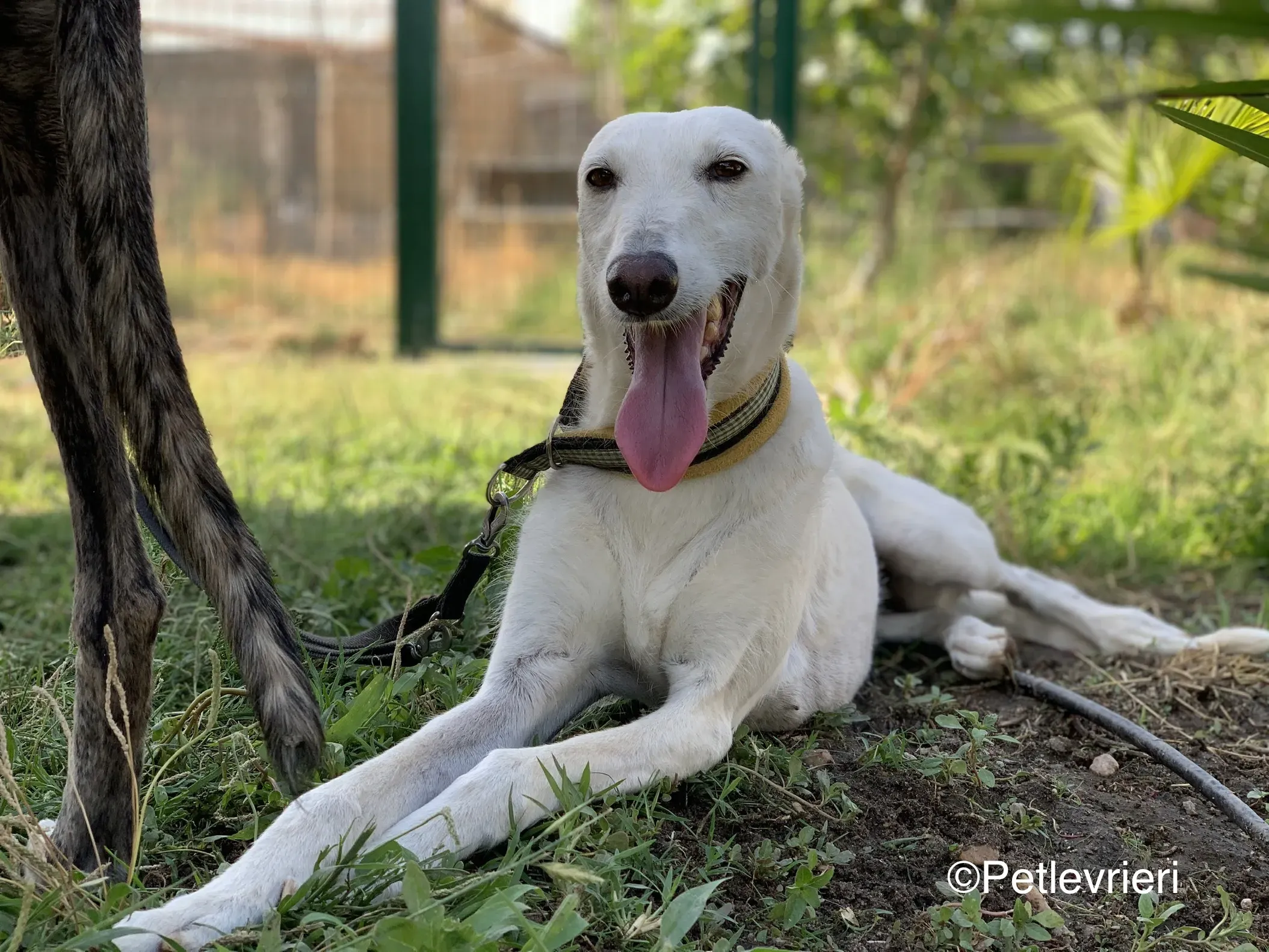 linda adozione levrieri galgo 17