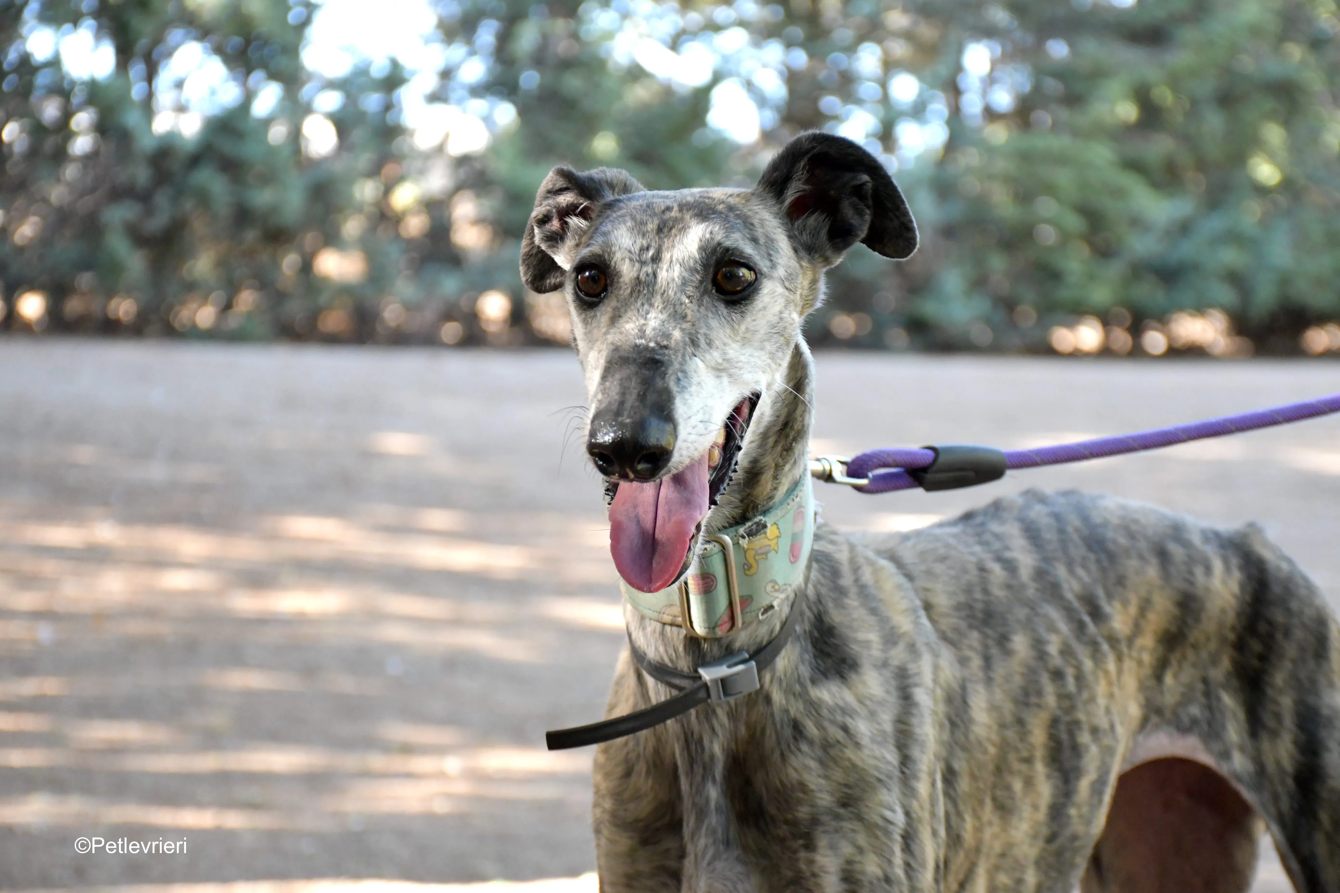 linda adozione levrieri galgo 10