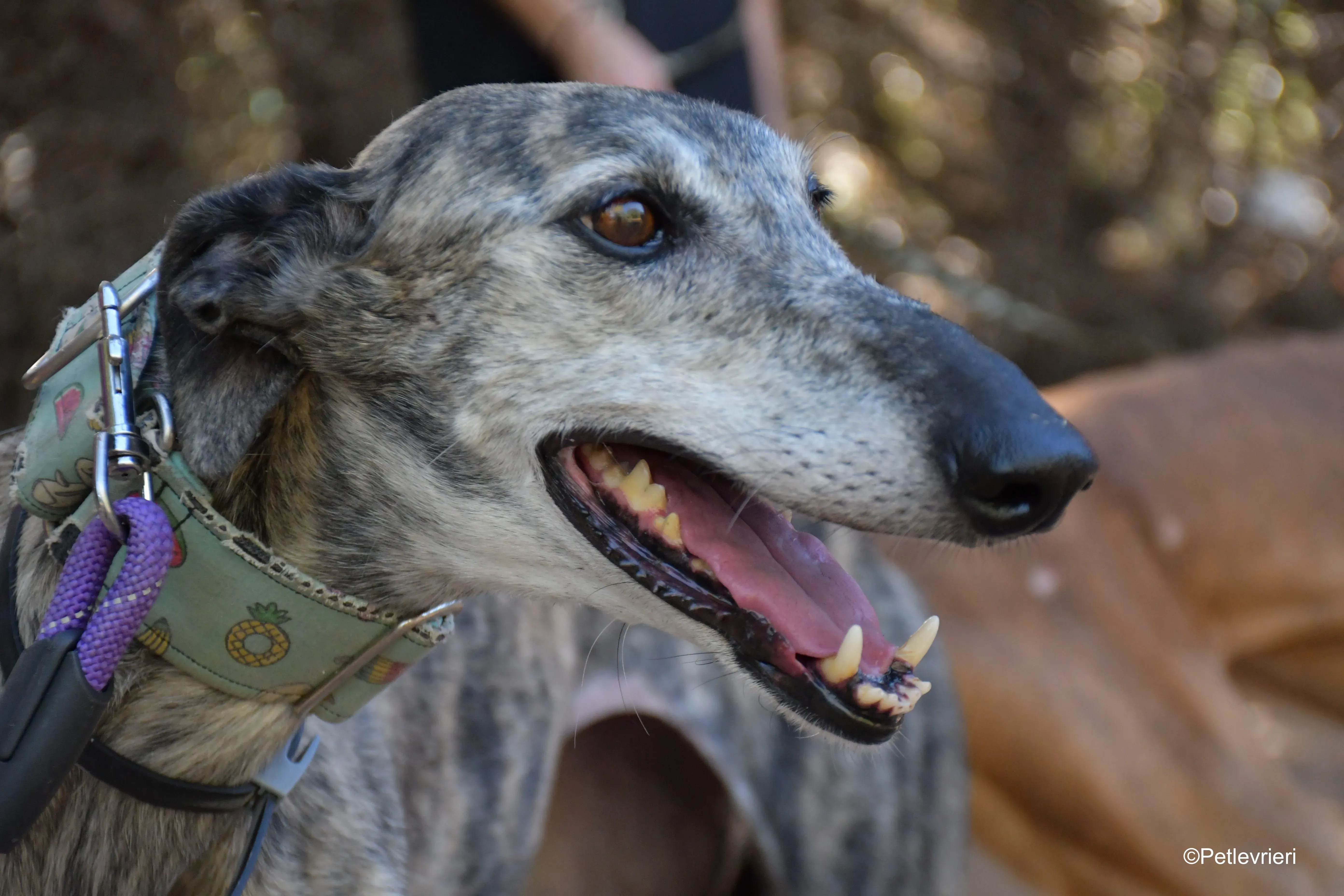 linda adozione levrieri galgo 2