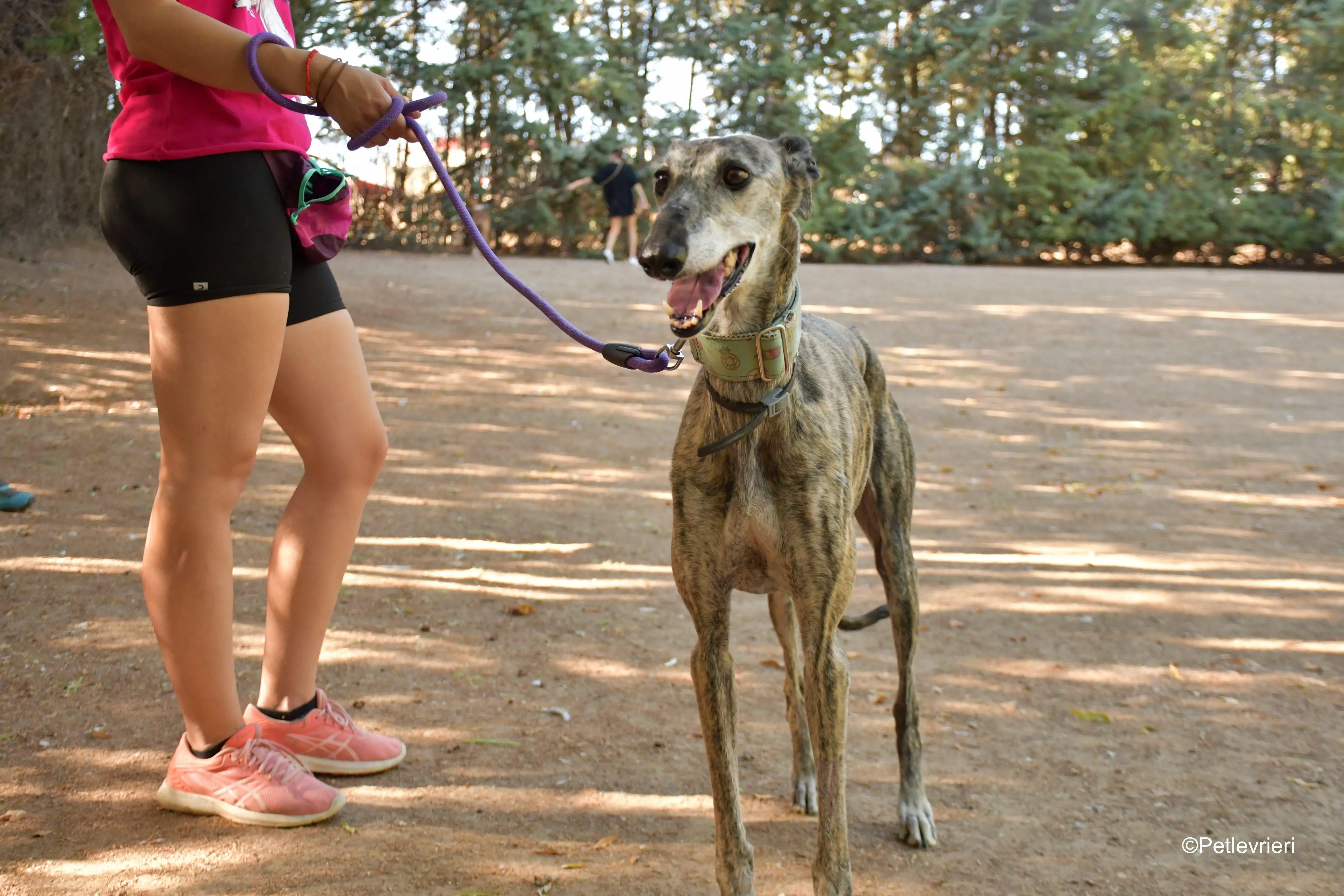 linda adozione levrieri galgo 3