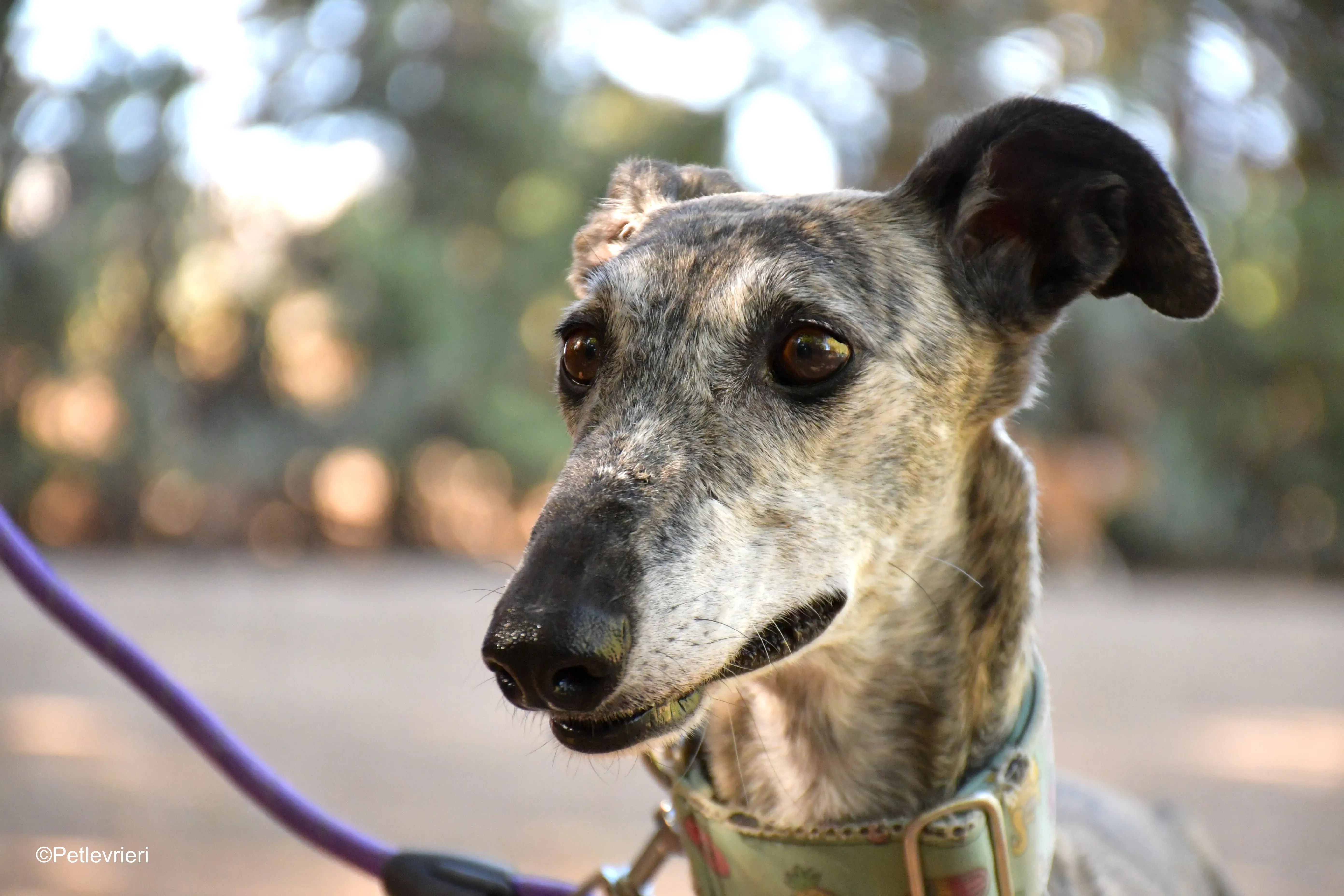 linda adozione levrieri galgo 6