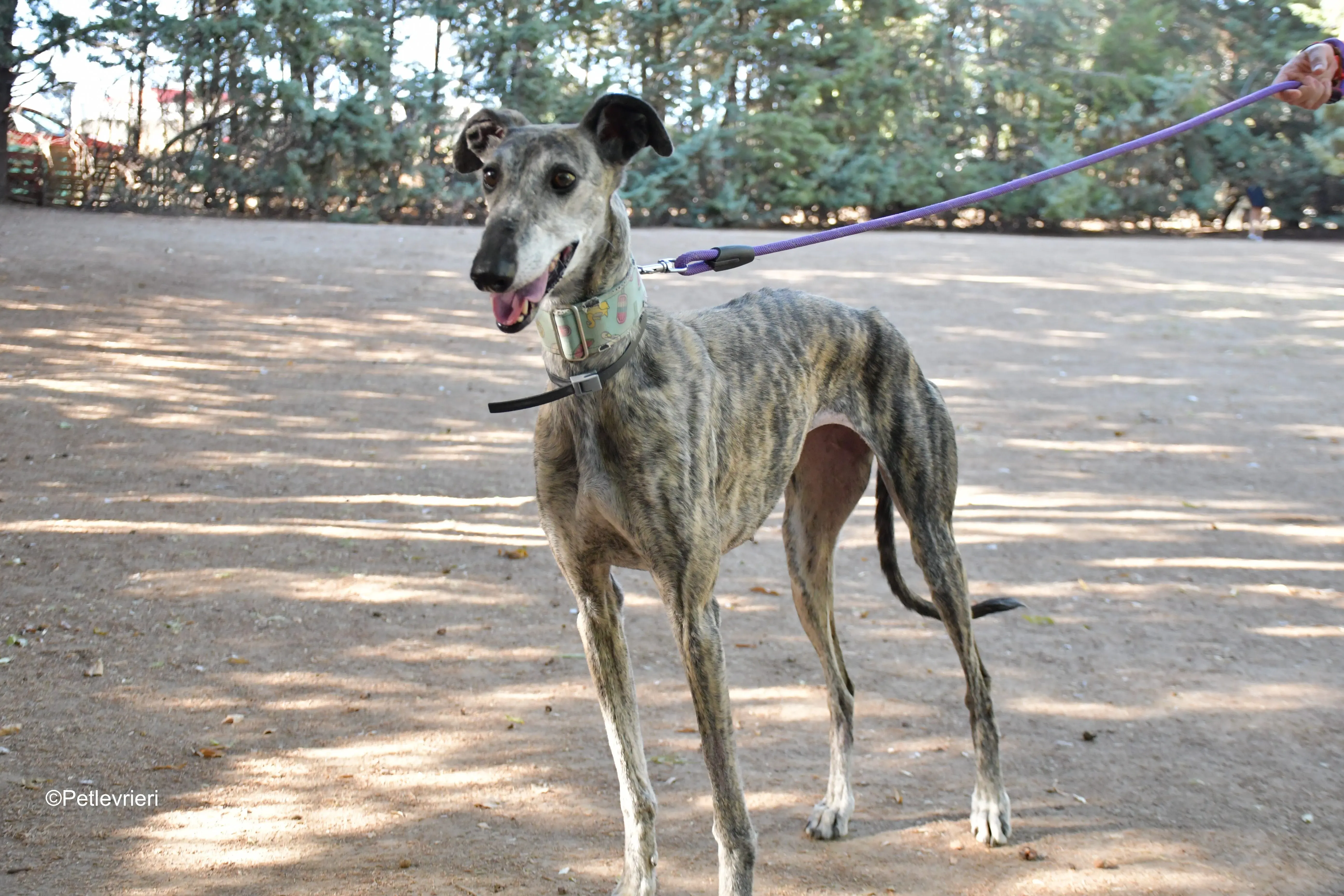 linda adozione levrieri galgo 7