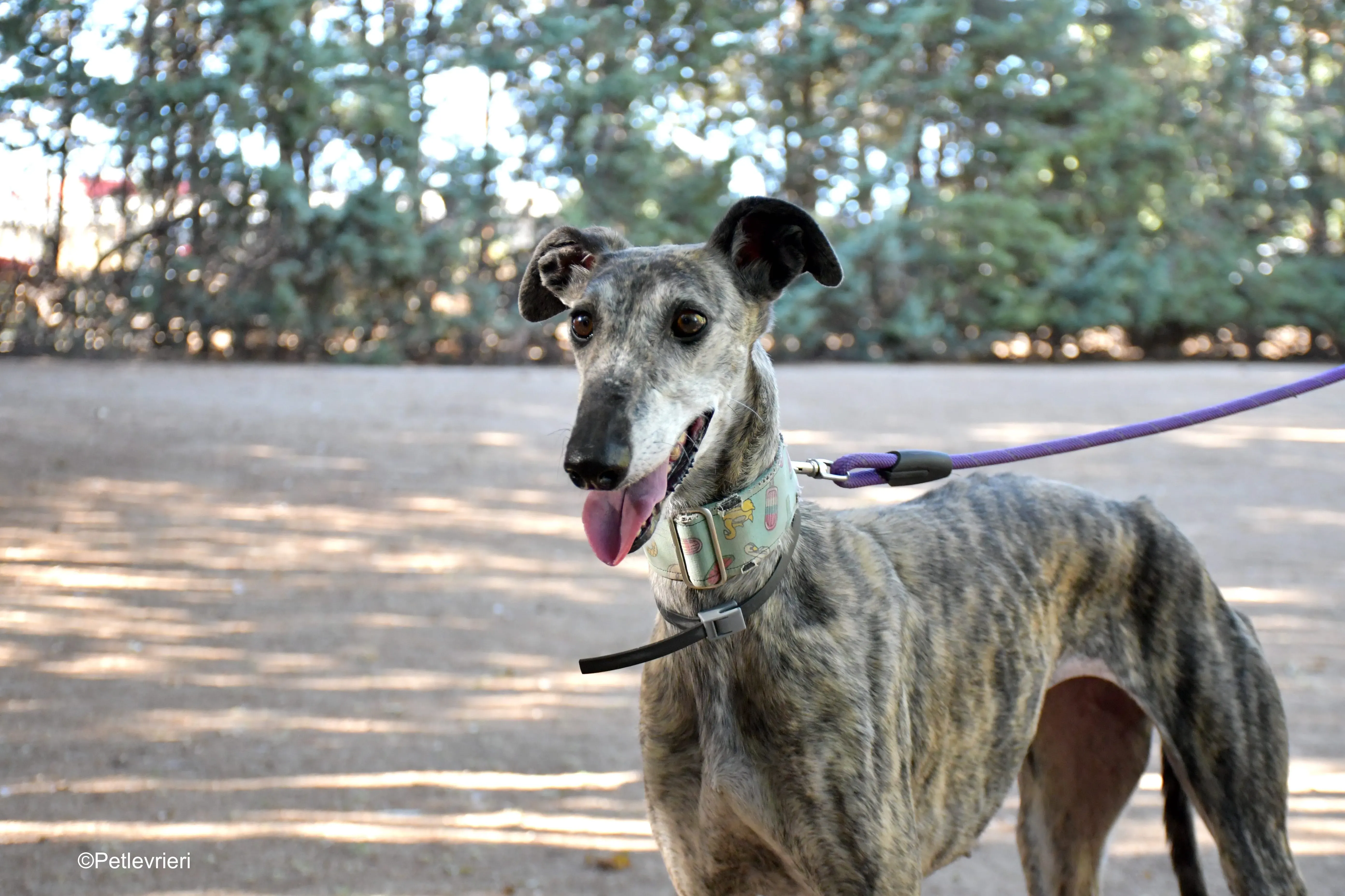 linda adozione levrieri galgo 8