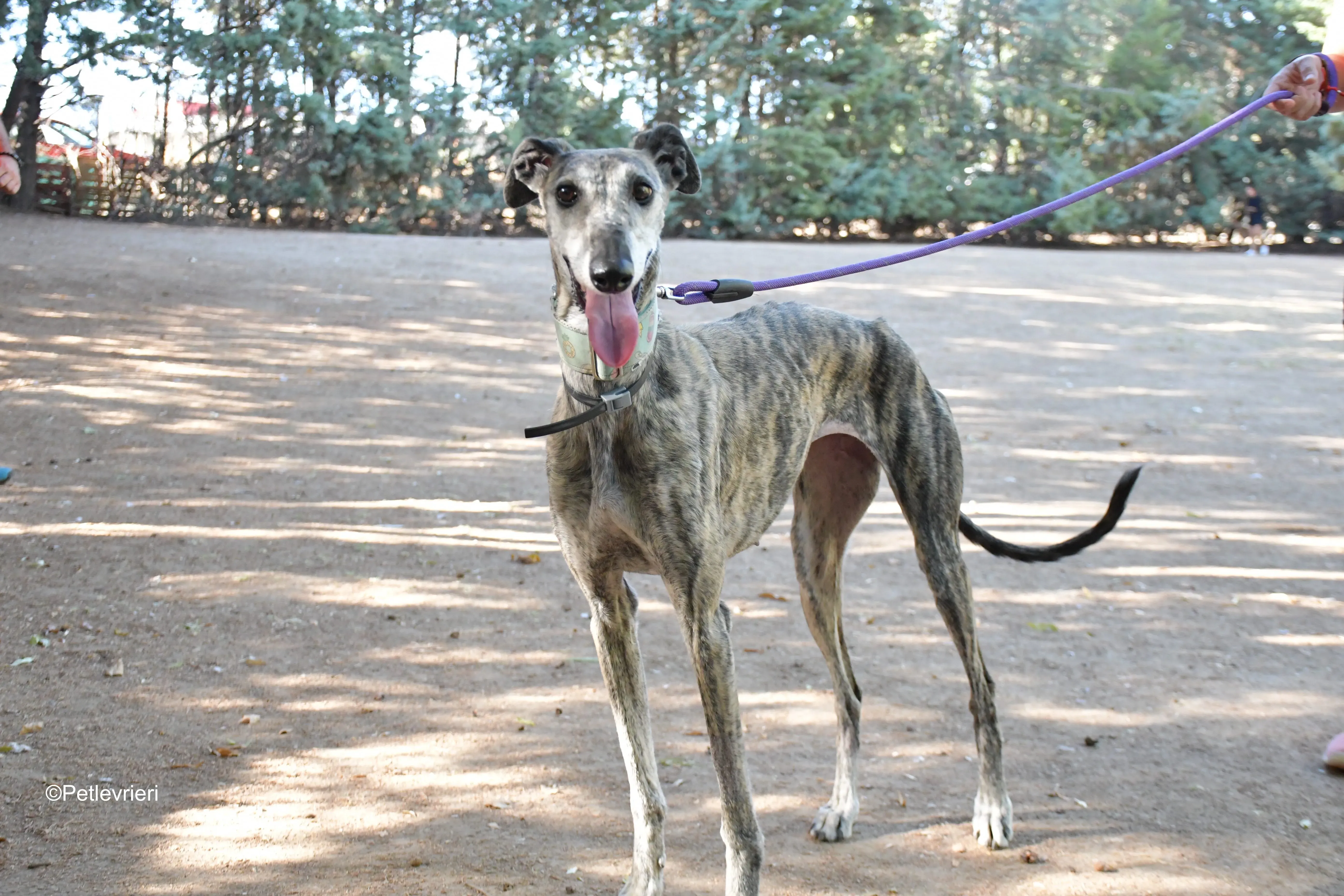 linda adozione levrieri galgo 9