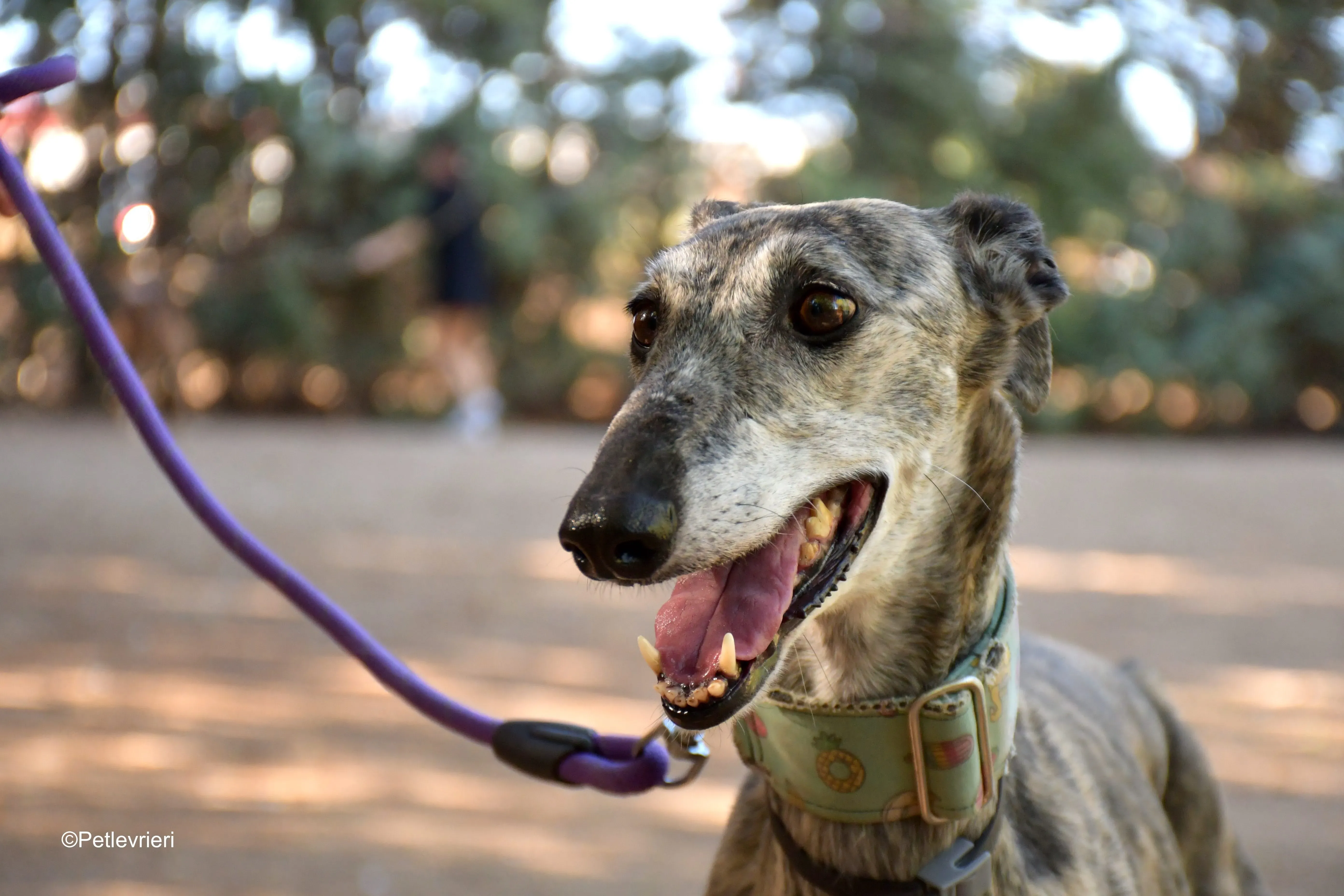 linda adozione levrieri galgo 4