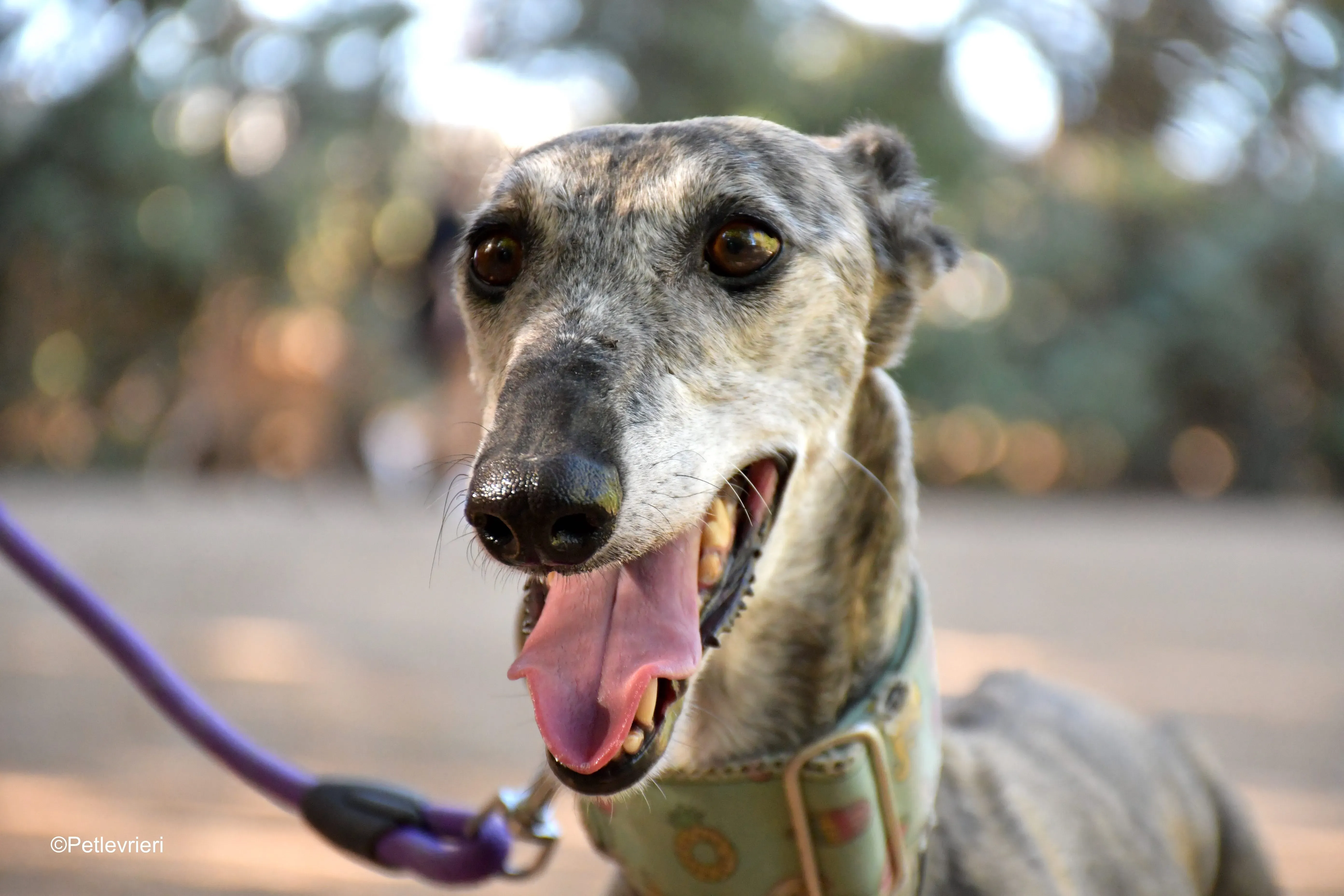 linda adozione levrieri galgo 5