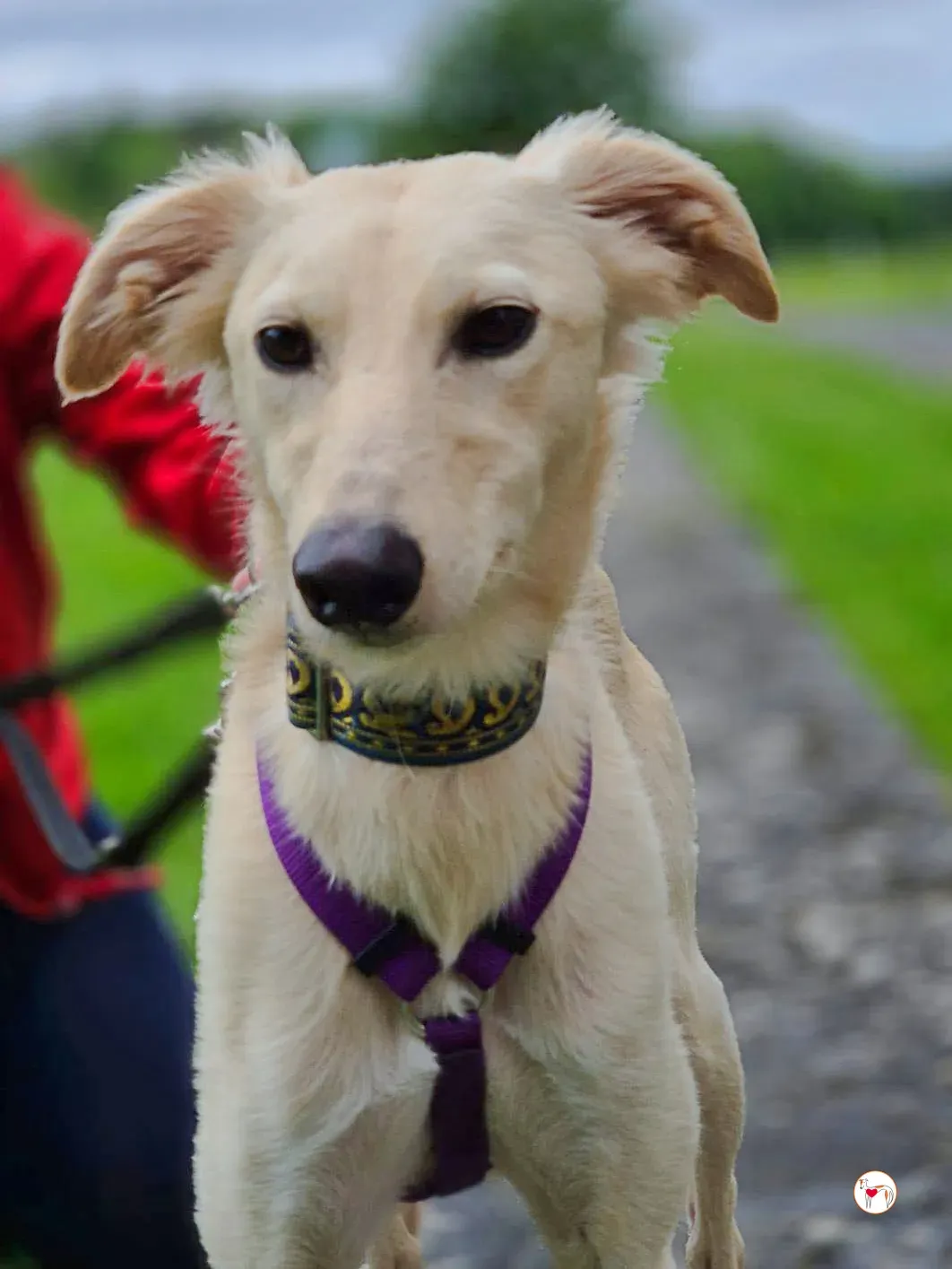 linen greyhound adozione 13