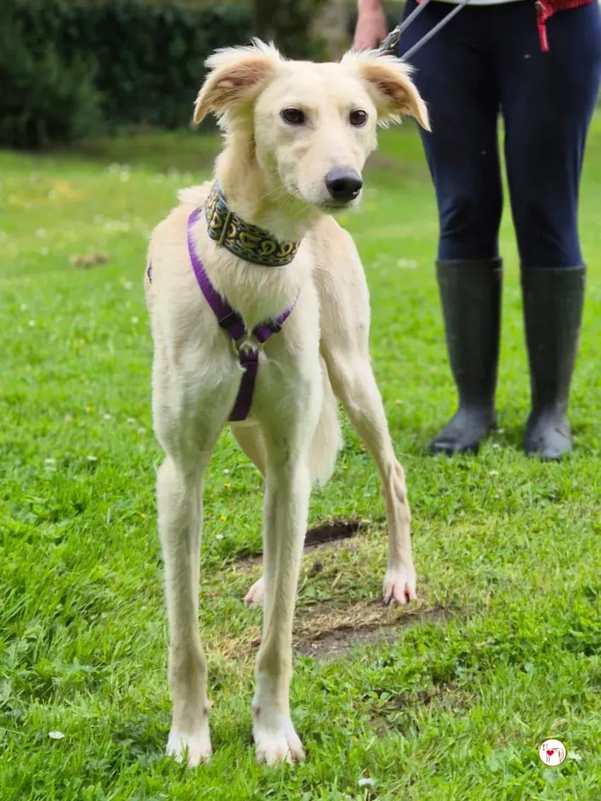 linen greyhound adozione 14