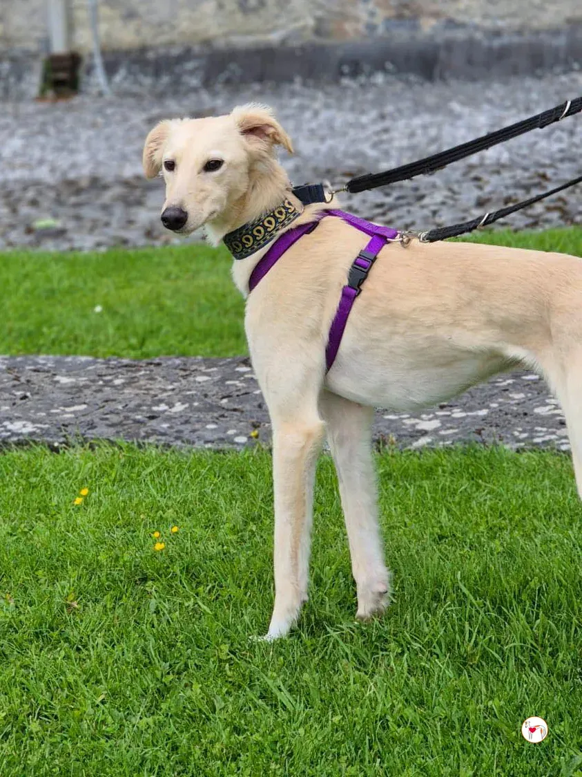 linen greyhound adozione 16