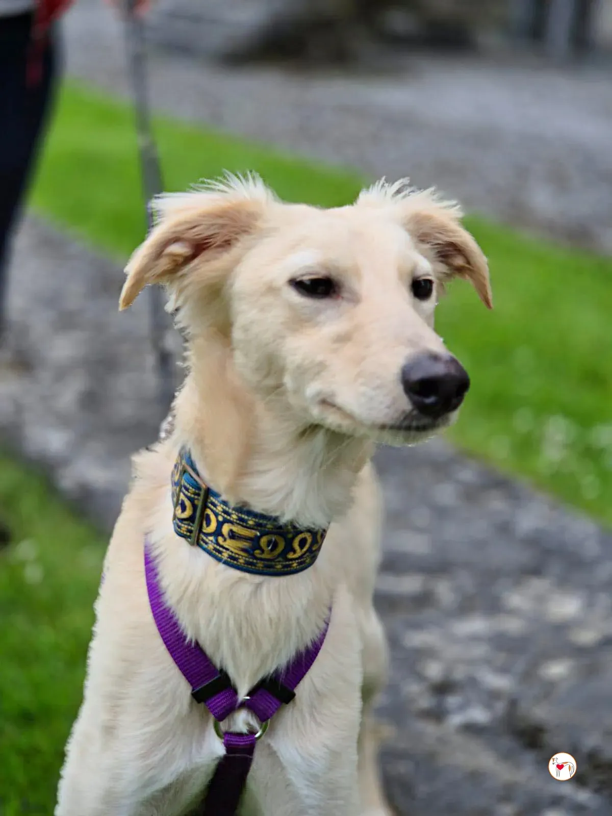 linen greyhound adozione 17