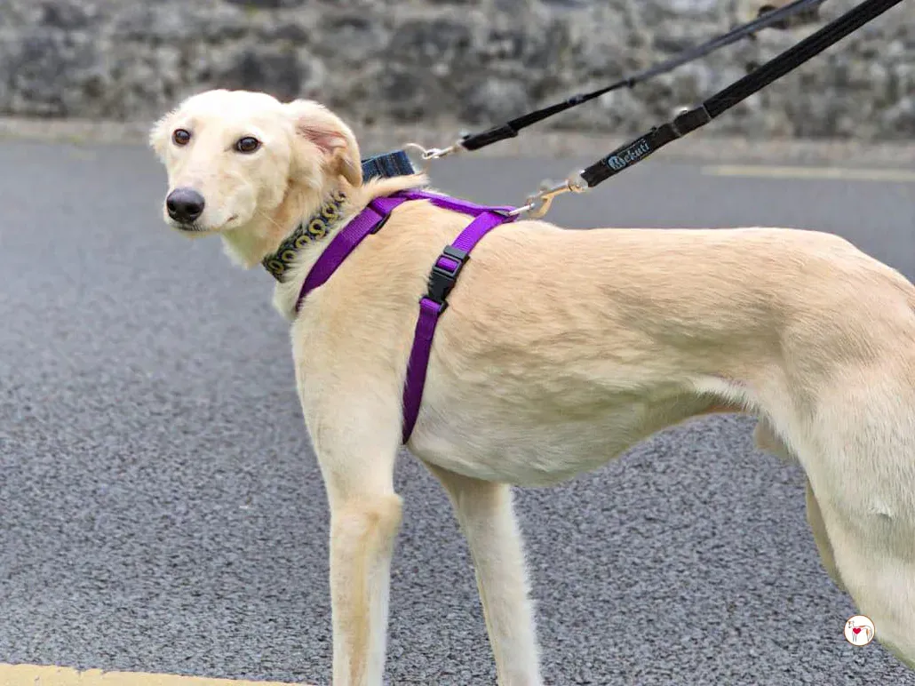 linen greyhound adozione 18