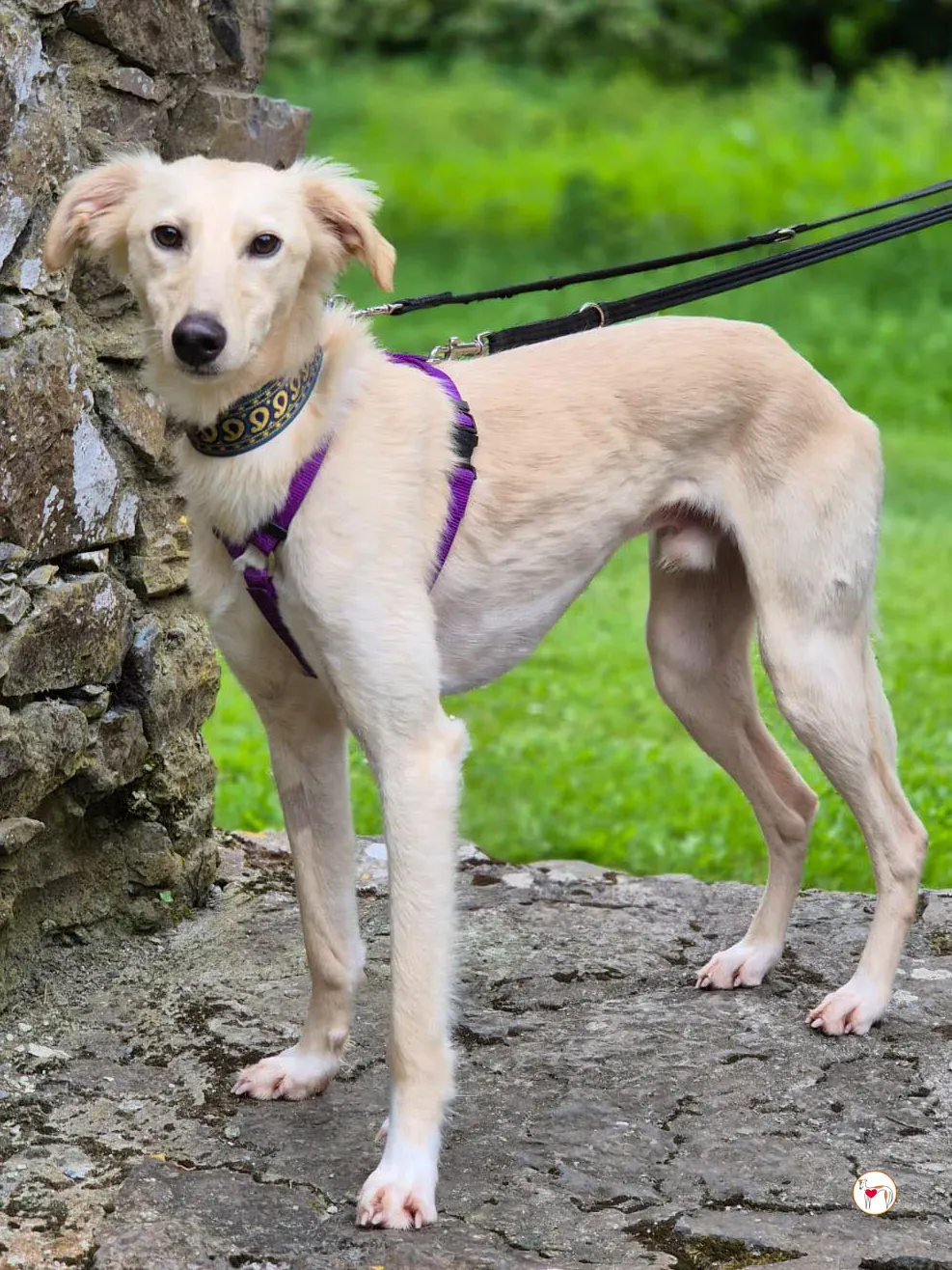 linen greyhound adozione 19