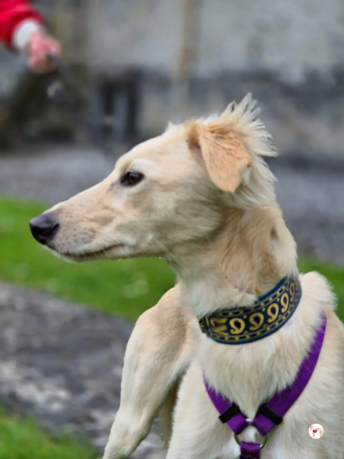 linen greyhound adozione 20