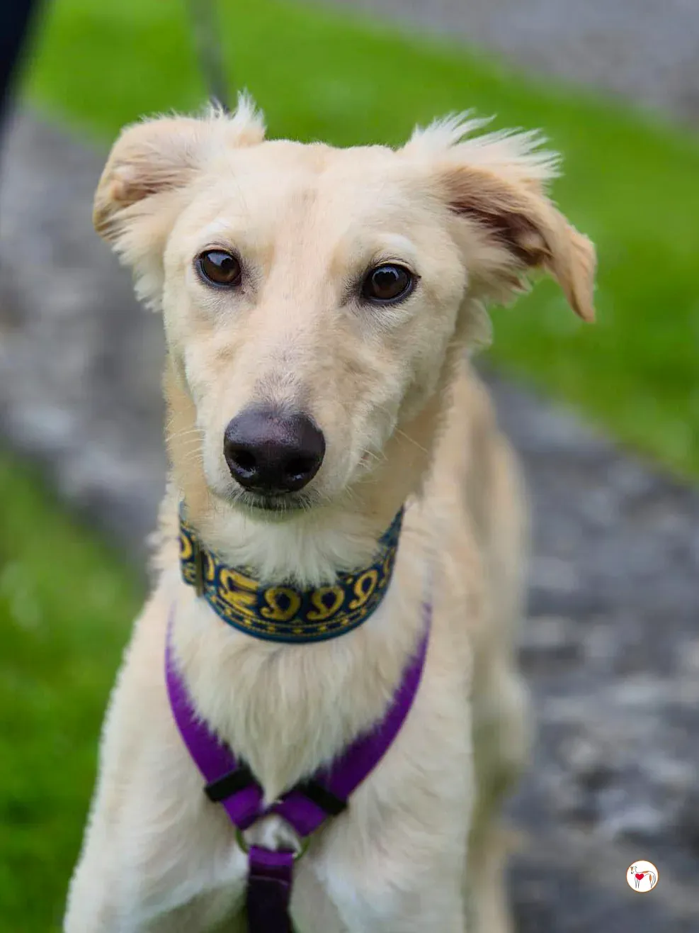 linen greyhound adozione 21