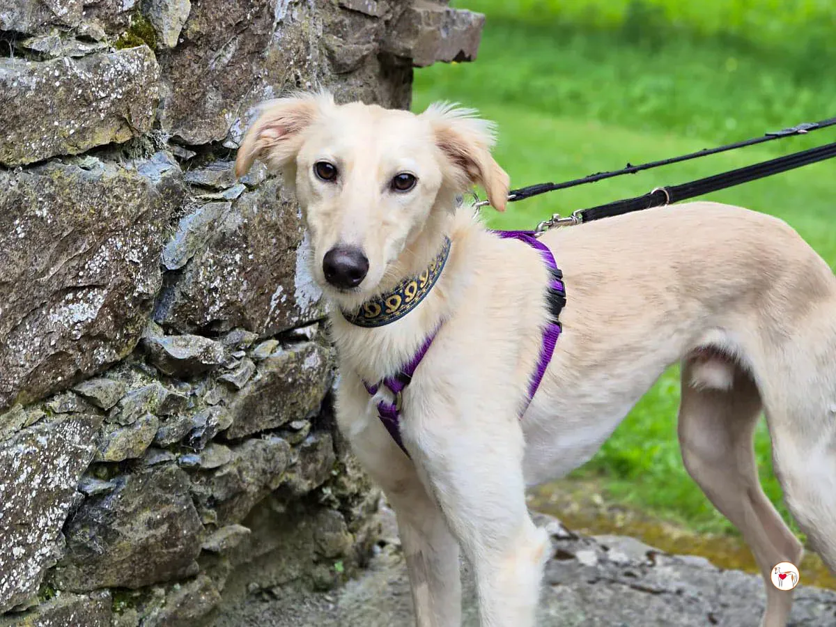 linen greyhound adozione 22