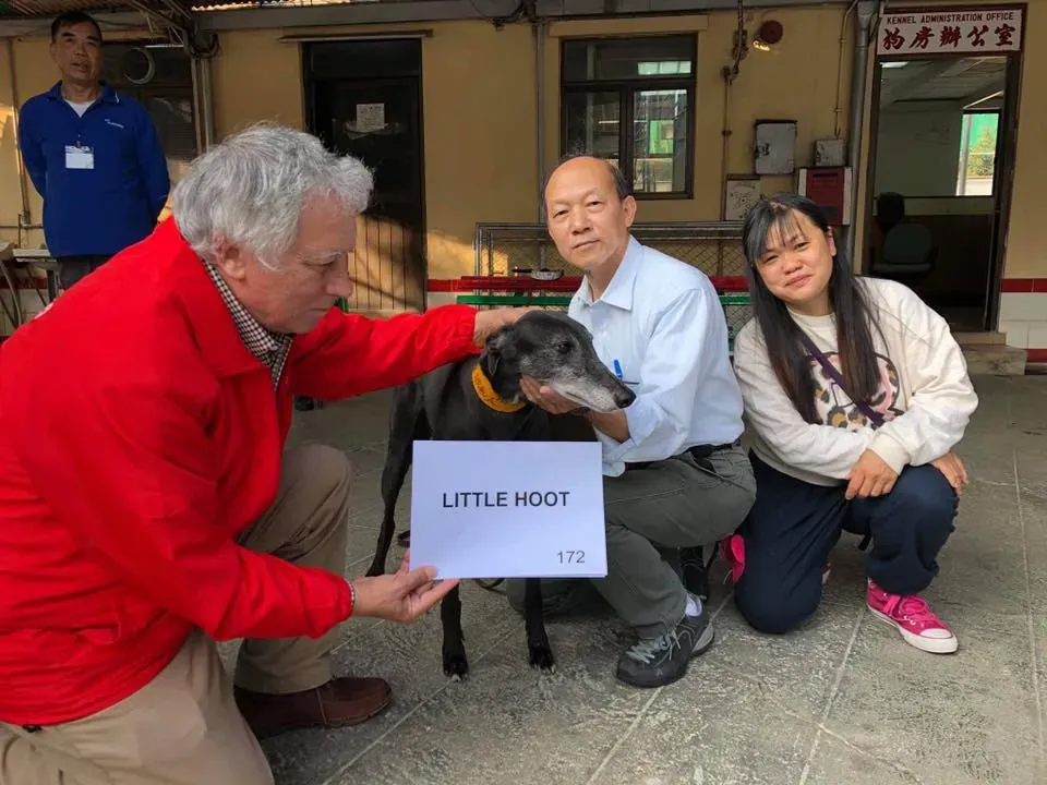 little hoot adozione greyhound macao