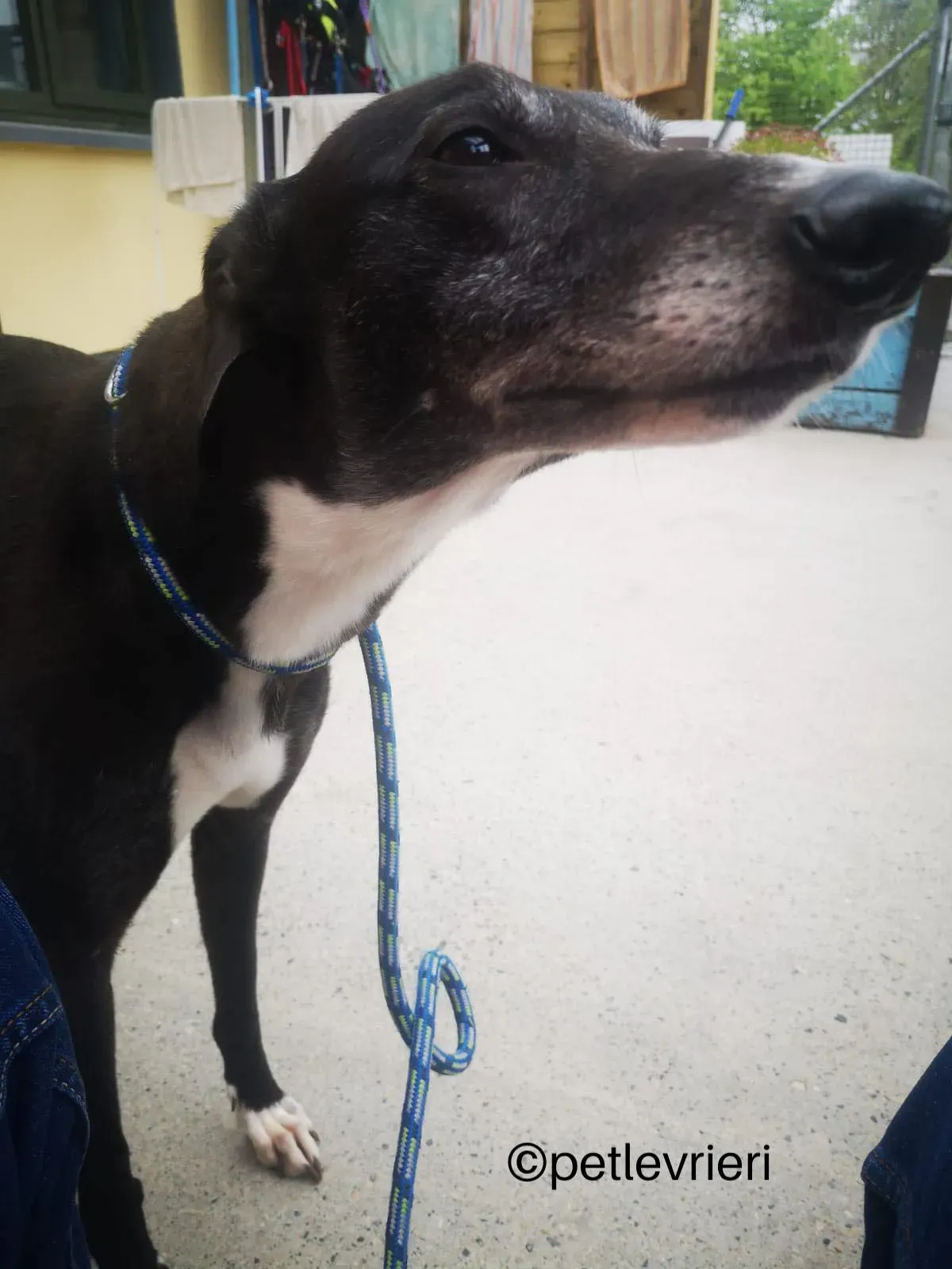 lizzie greyhound adozione petleverieri 01