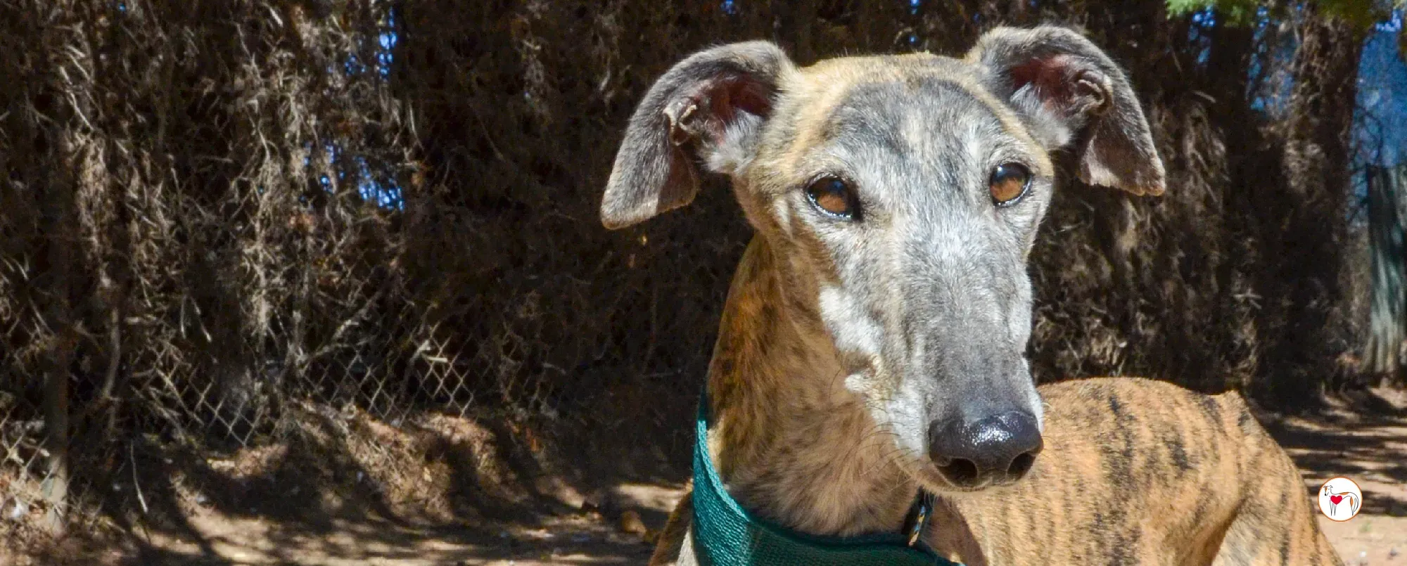 lizzie galgo adozione 00 copertina b