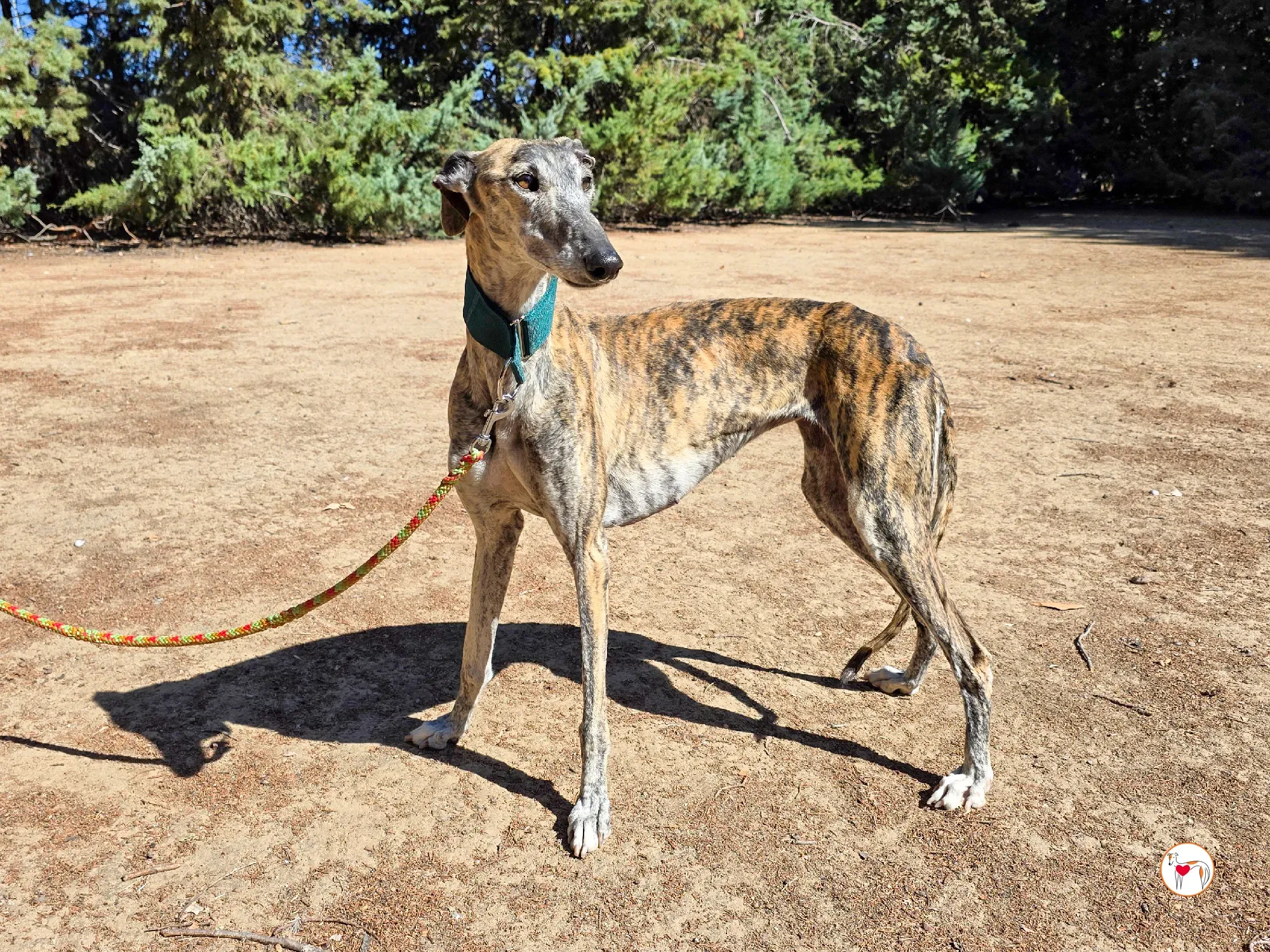 lizzie galgo adozione 1