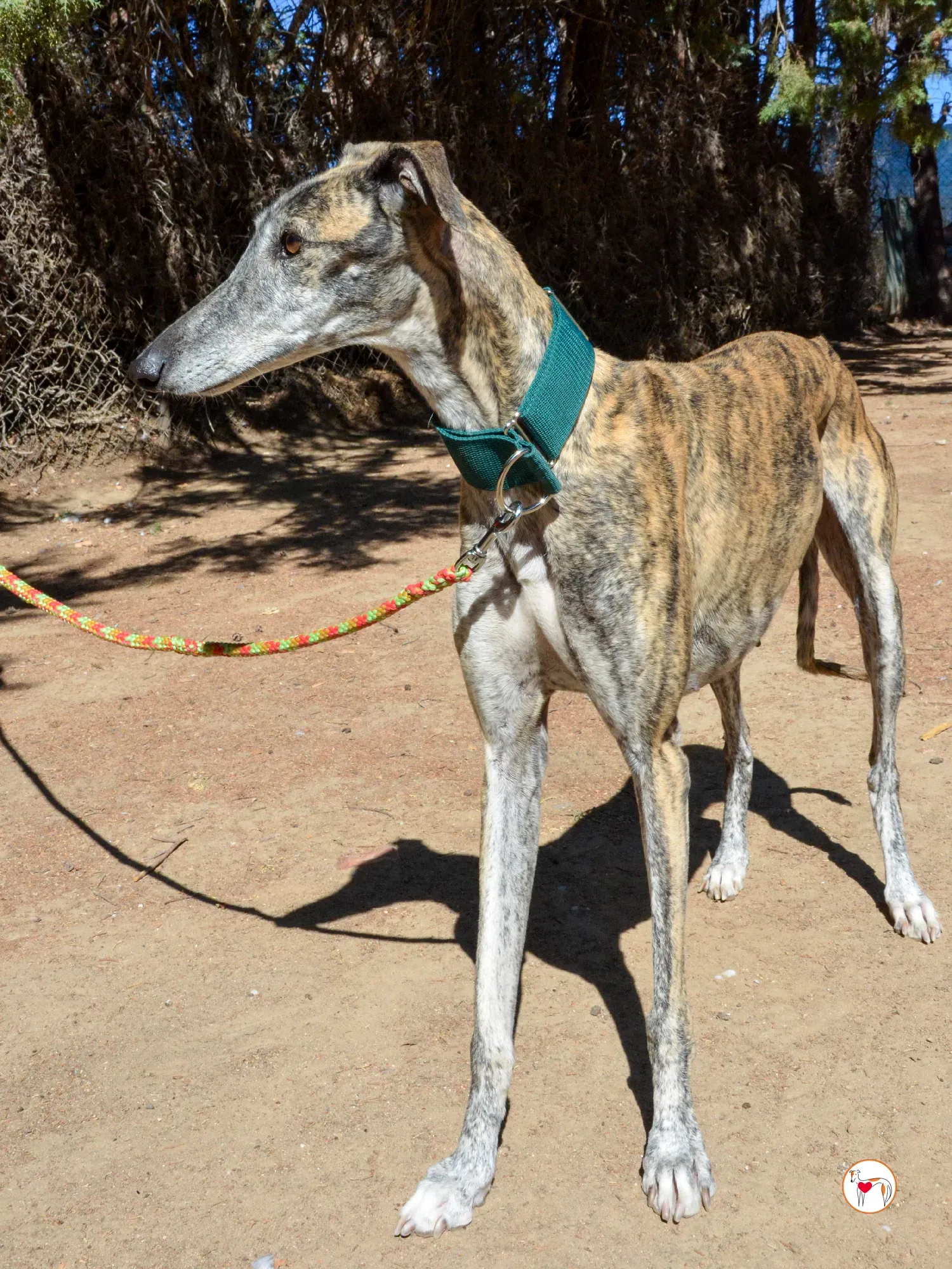 lizzie galgo adozione 10