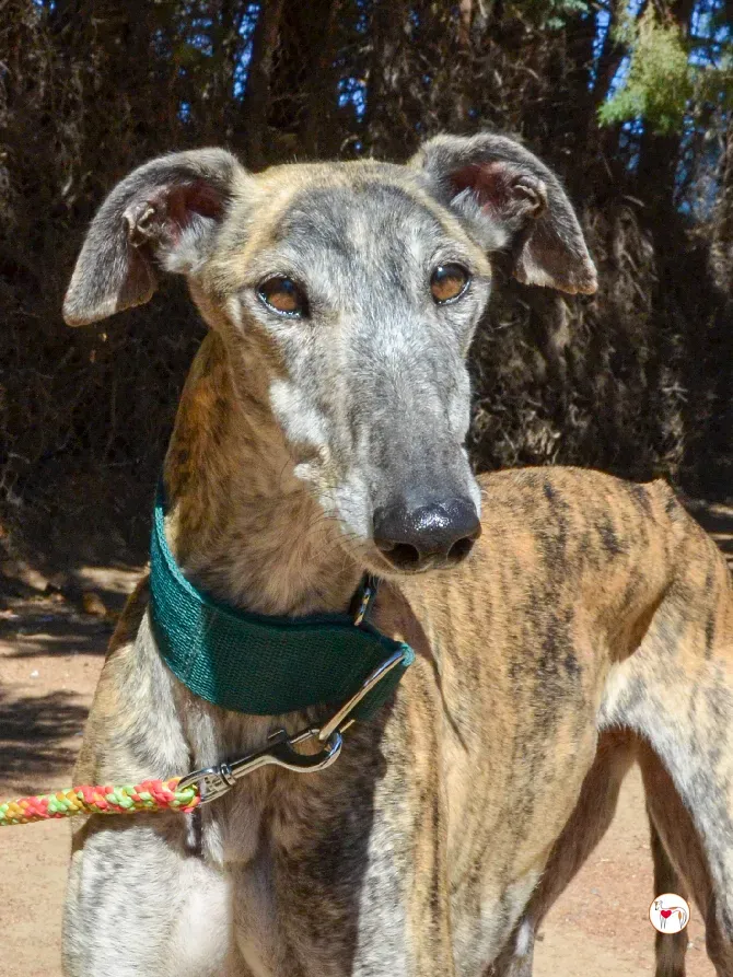 lizzie galgo adozione 11