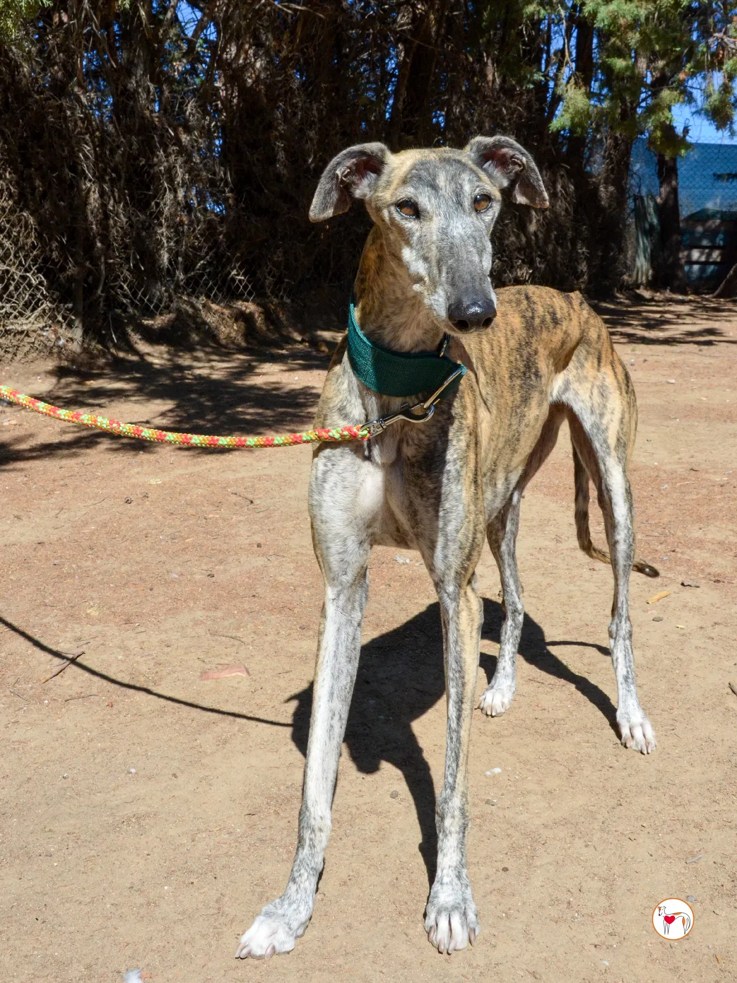 lizzie galgo adozione 12