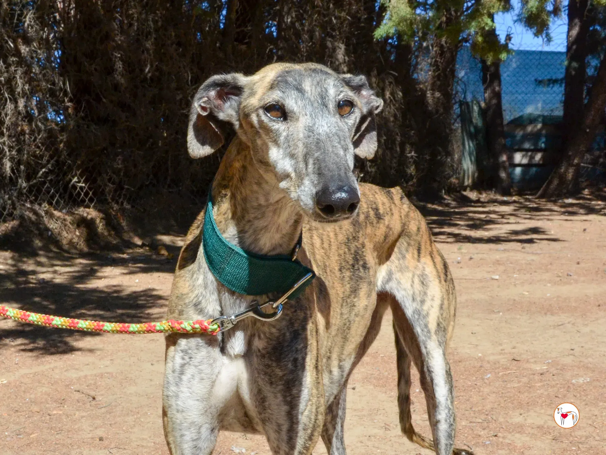 lizzie galgo adozione 13