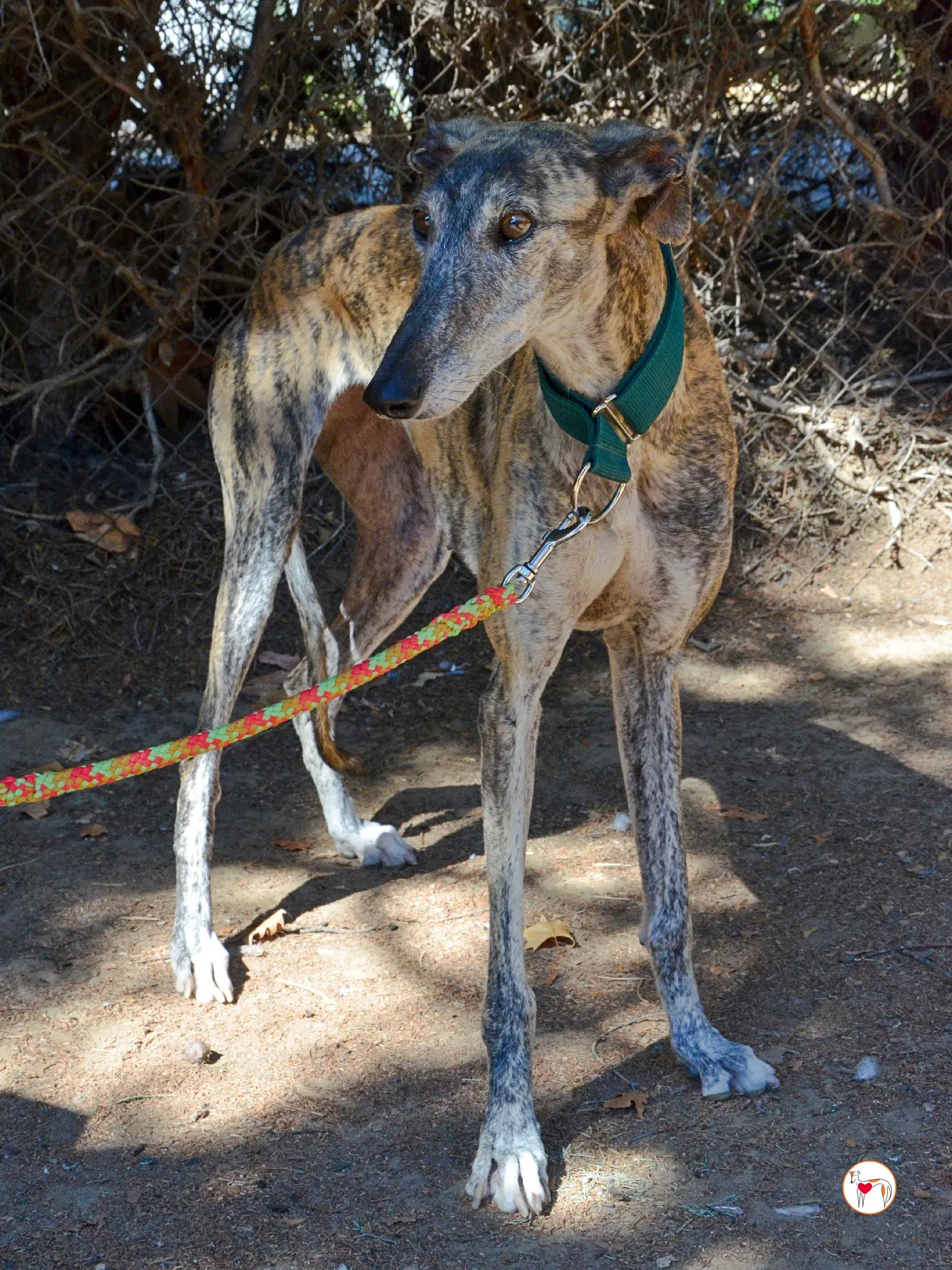 lizzie galgo adozione 14