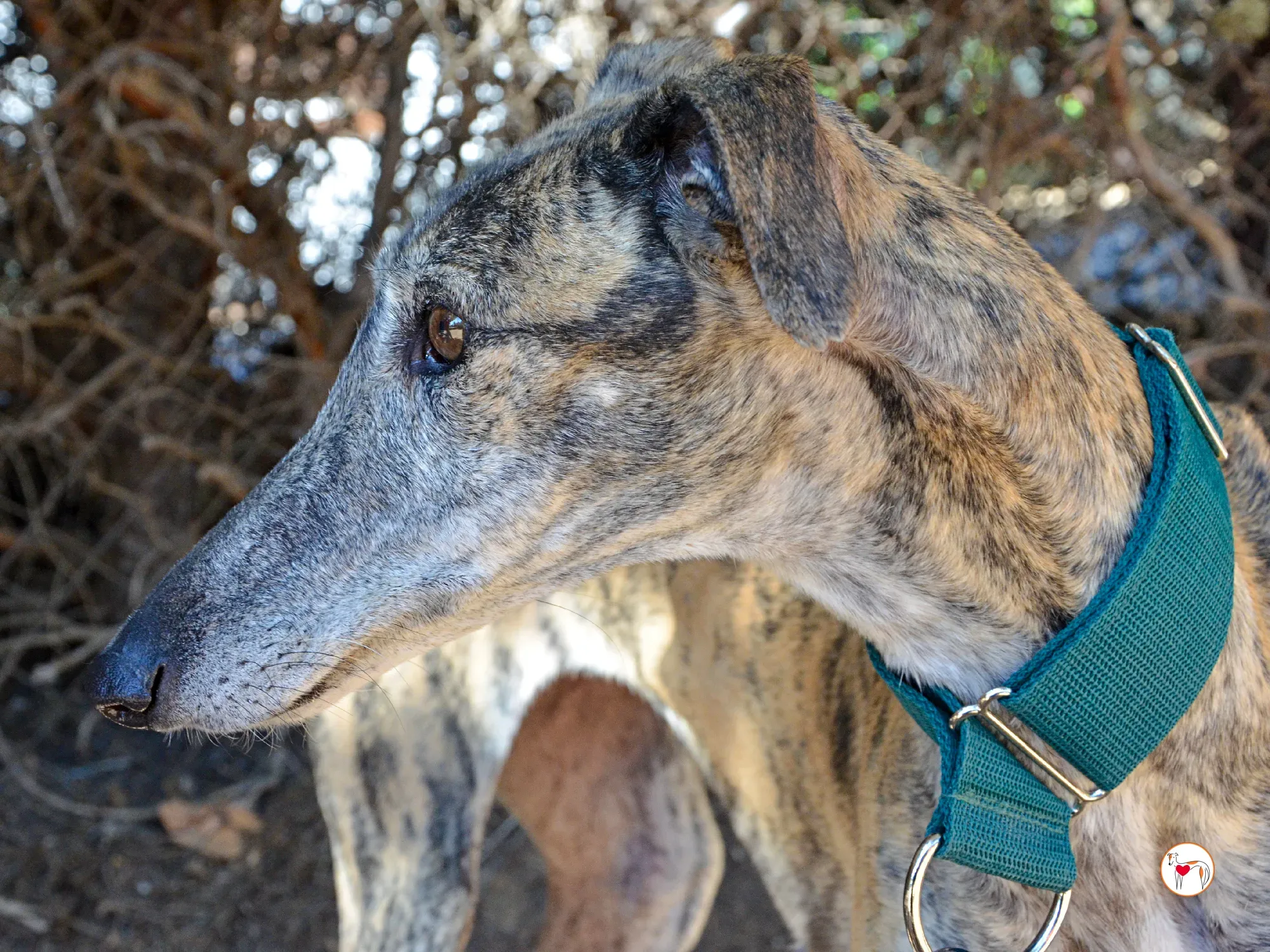 lizzie galgo adozione 15