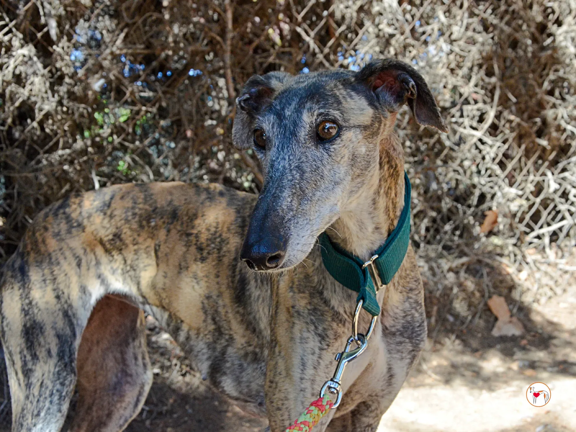 lizzie galgo adozione 16