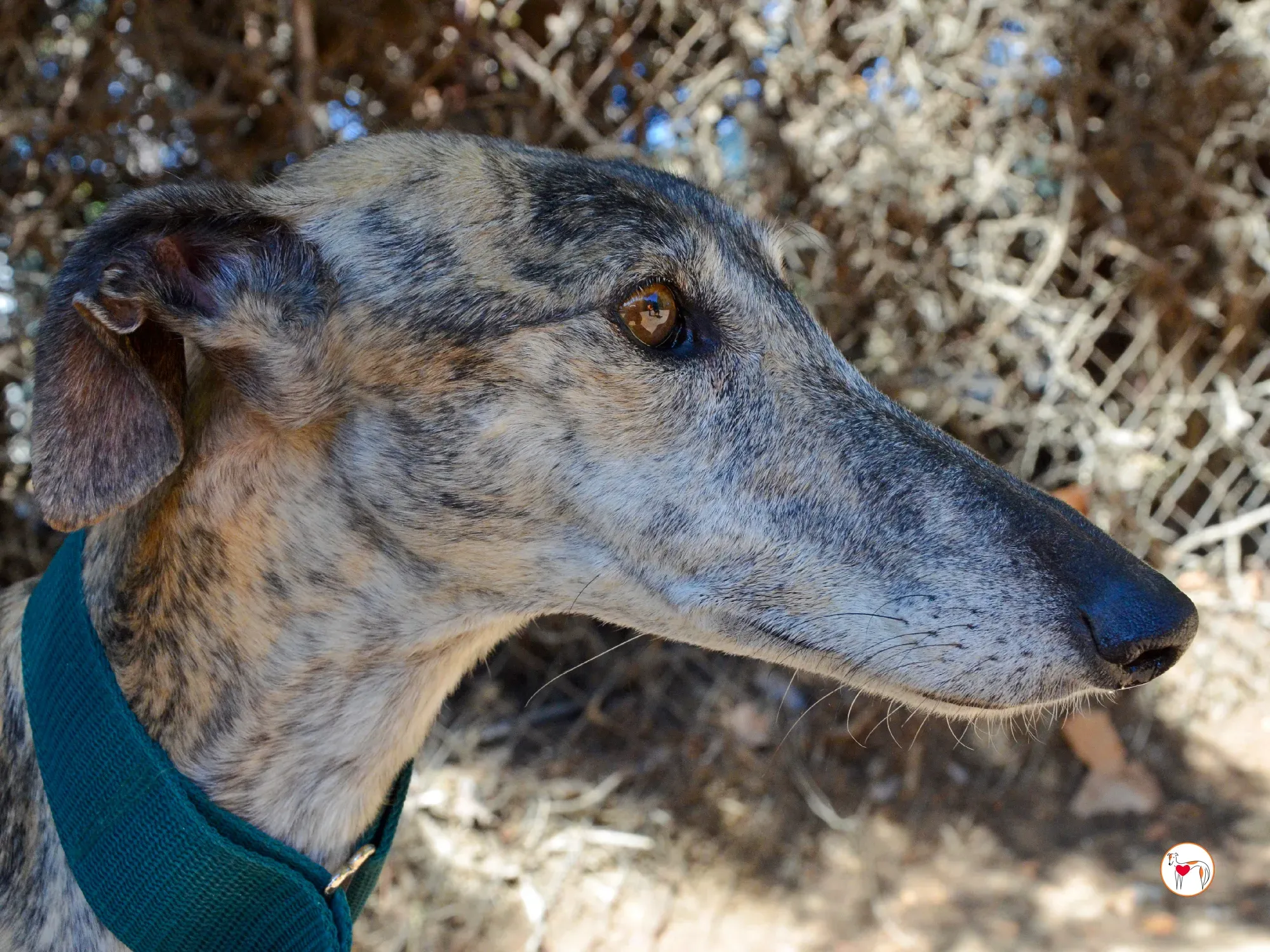 lizzie galgo adozione 17