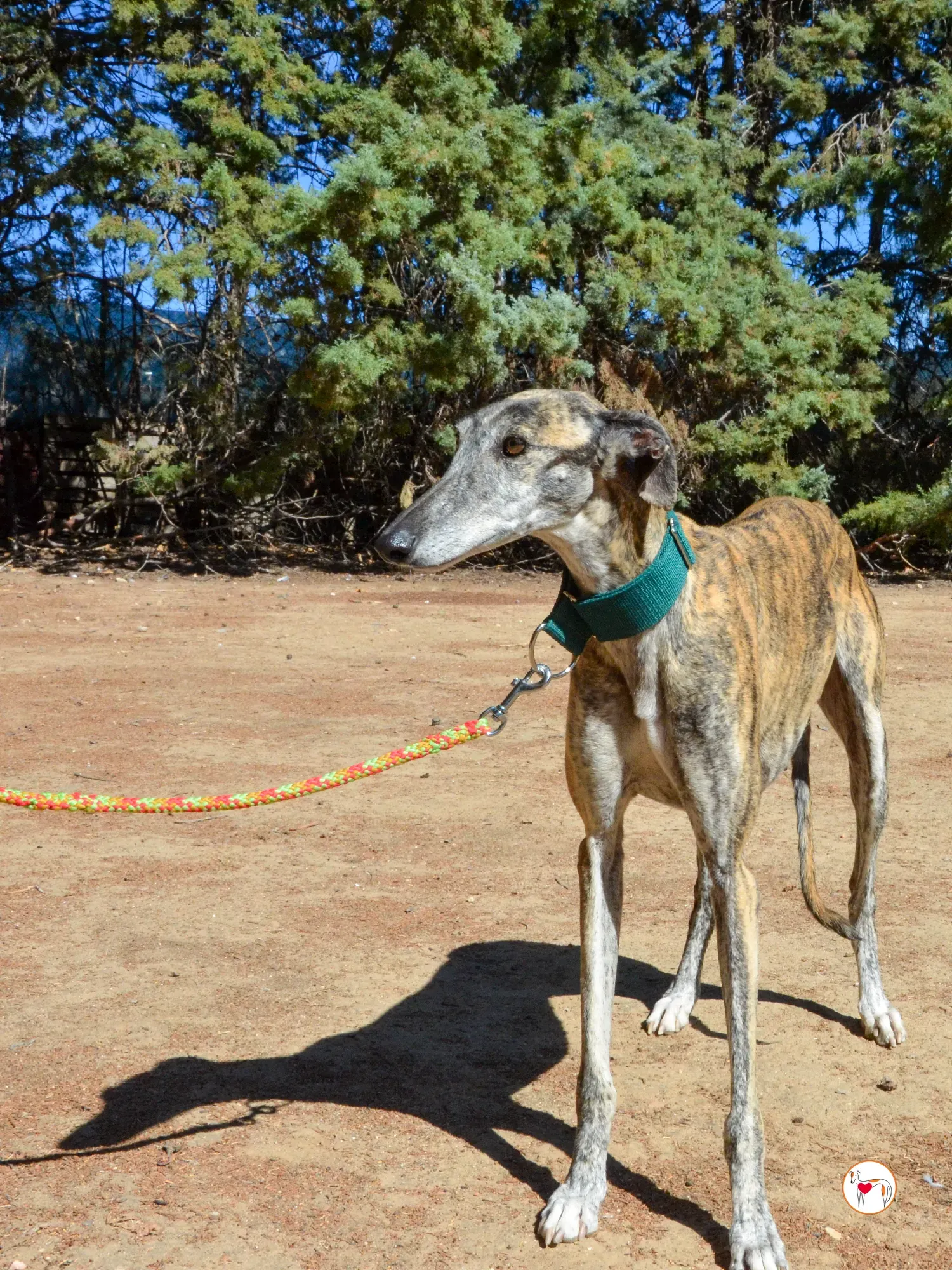 lizzie galgo adozione 18