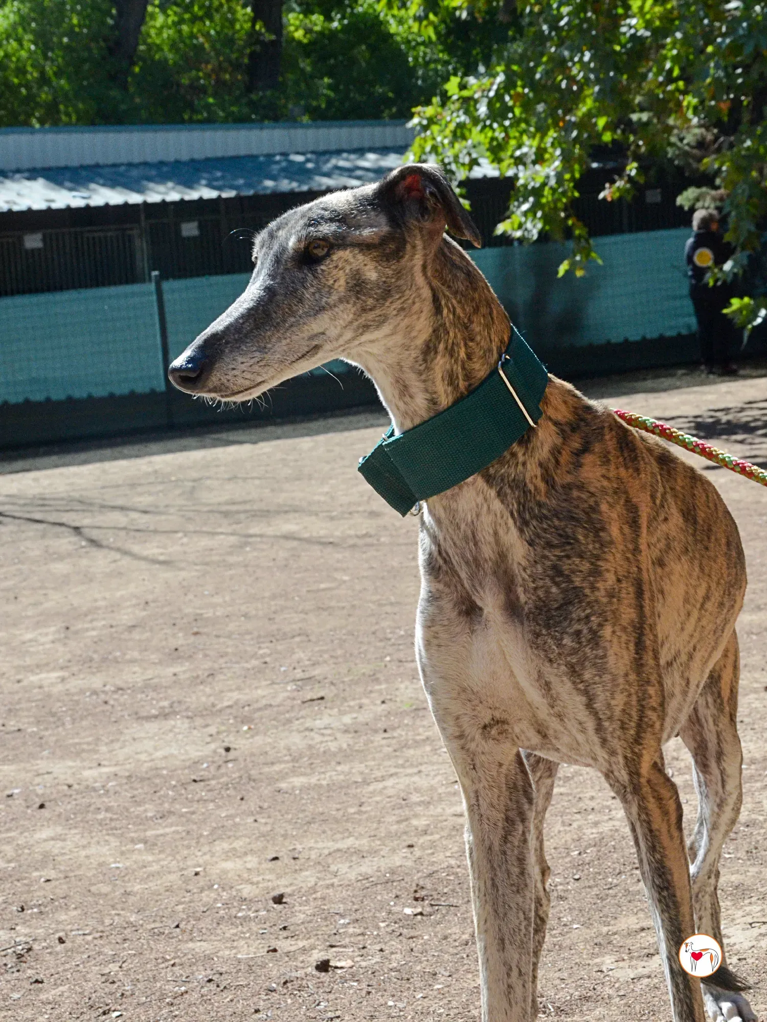 lizzie galgo adozione 19