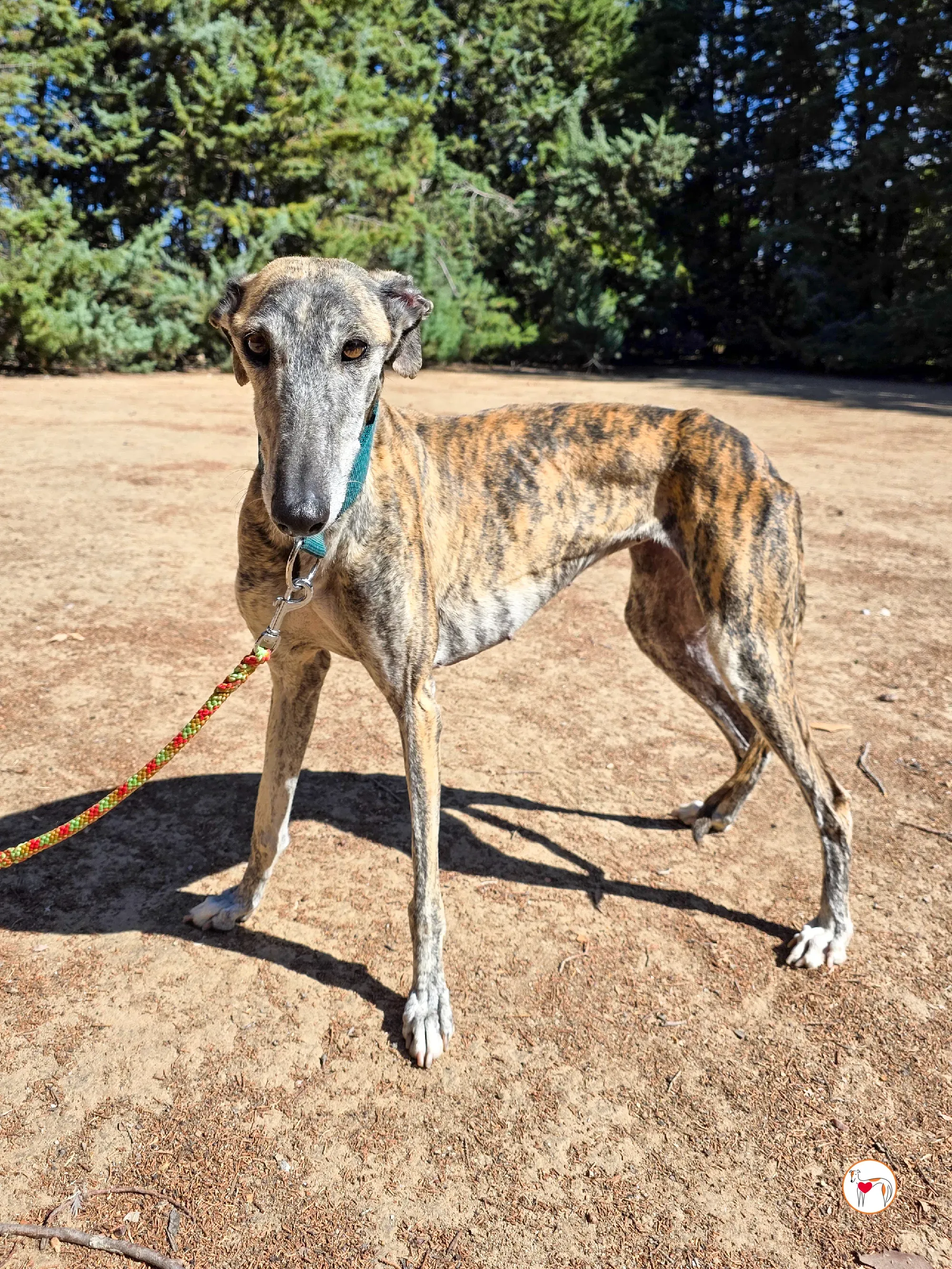 lizzie galgo adozione 2