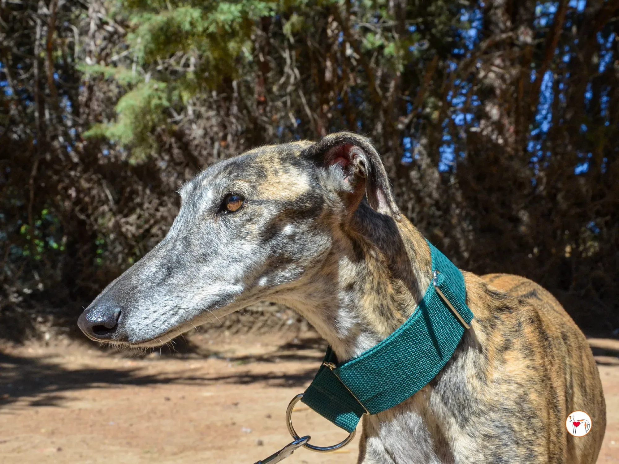 lizzie galgo adozione 20