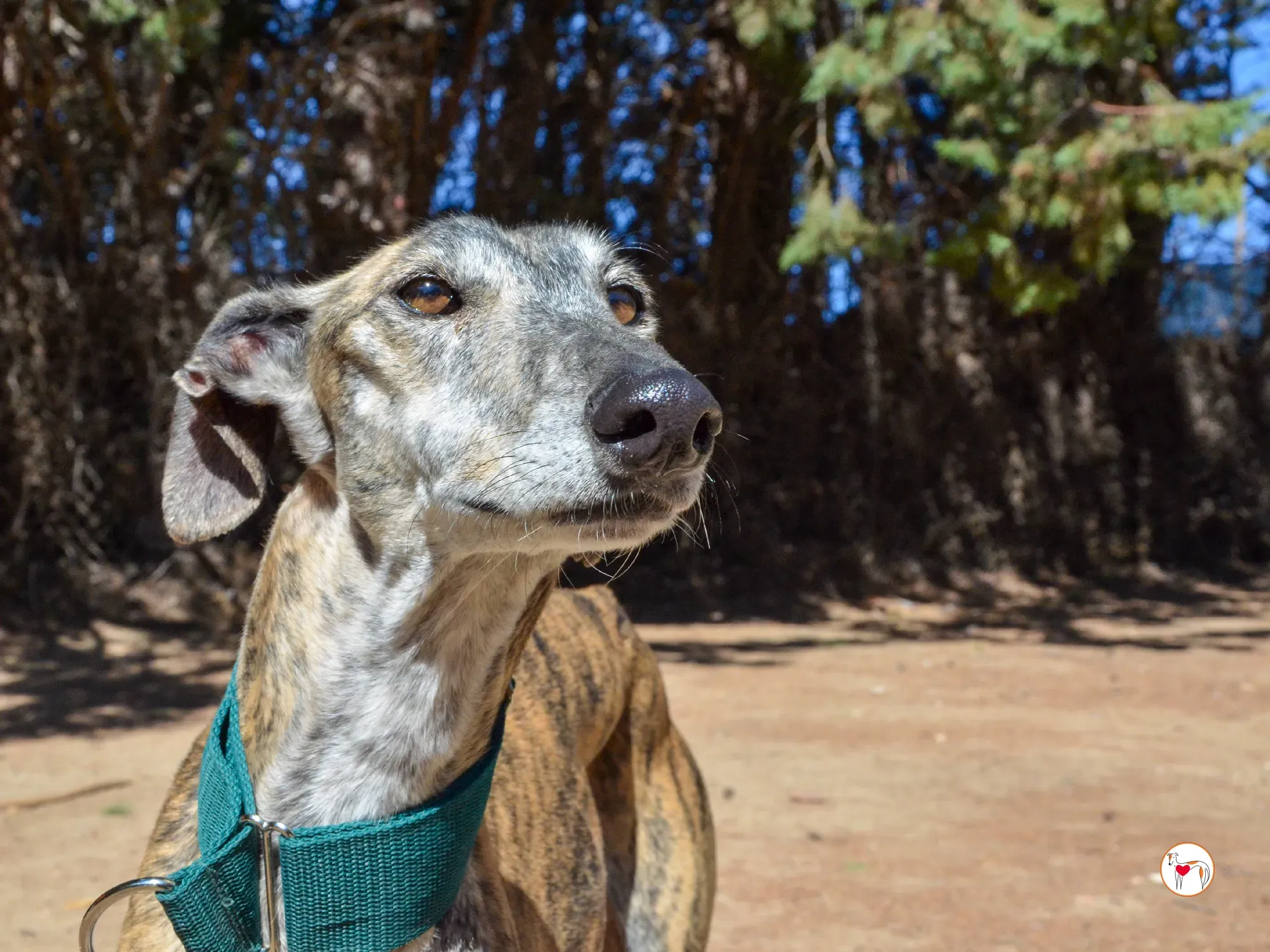 lizzie galgo adozione 21