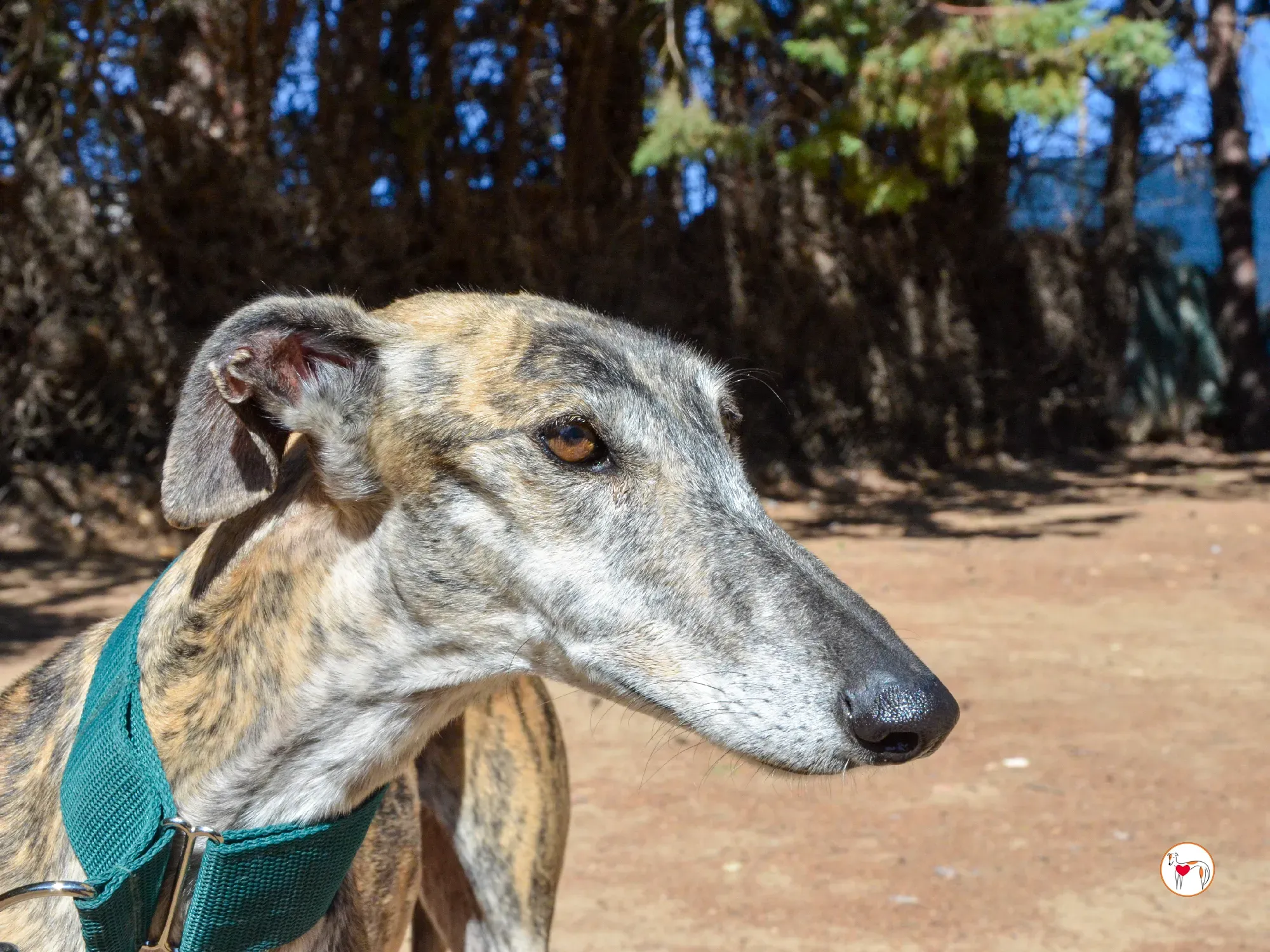 lizzie galgo adozione 22