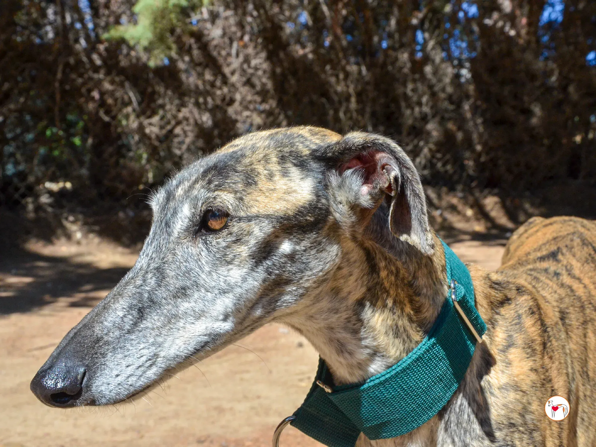 lizzie galgo adozione 23