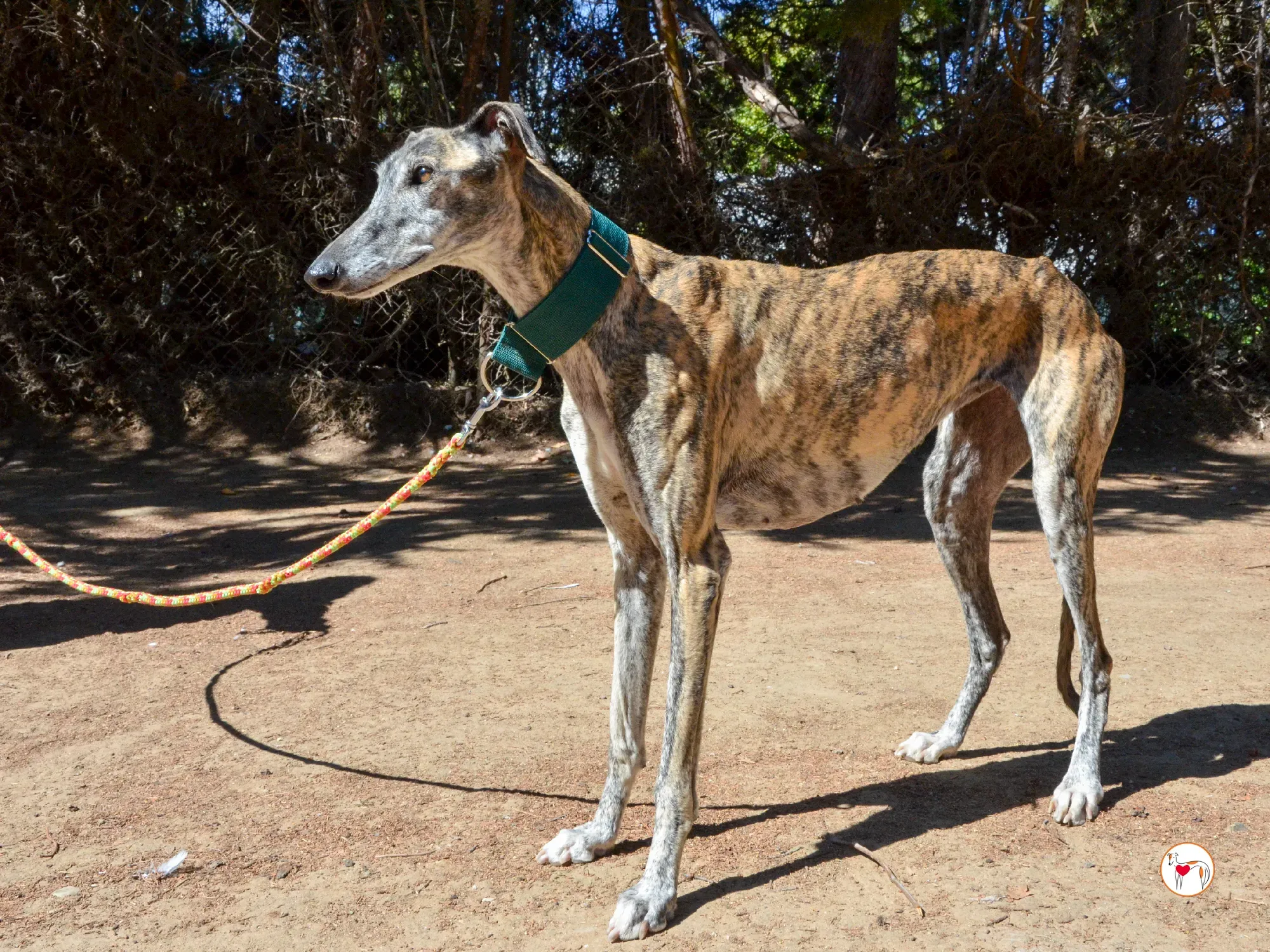 lizzie galgo adozione 24