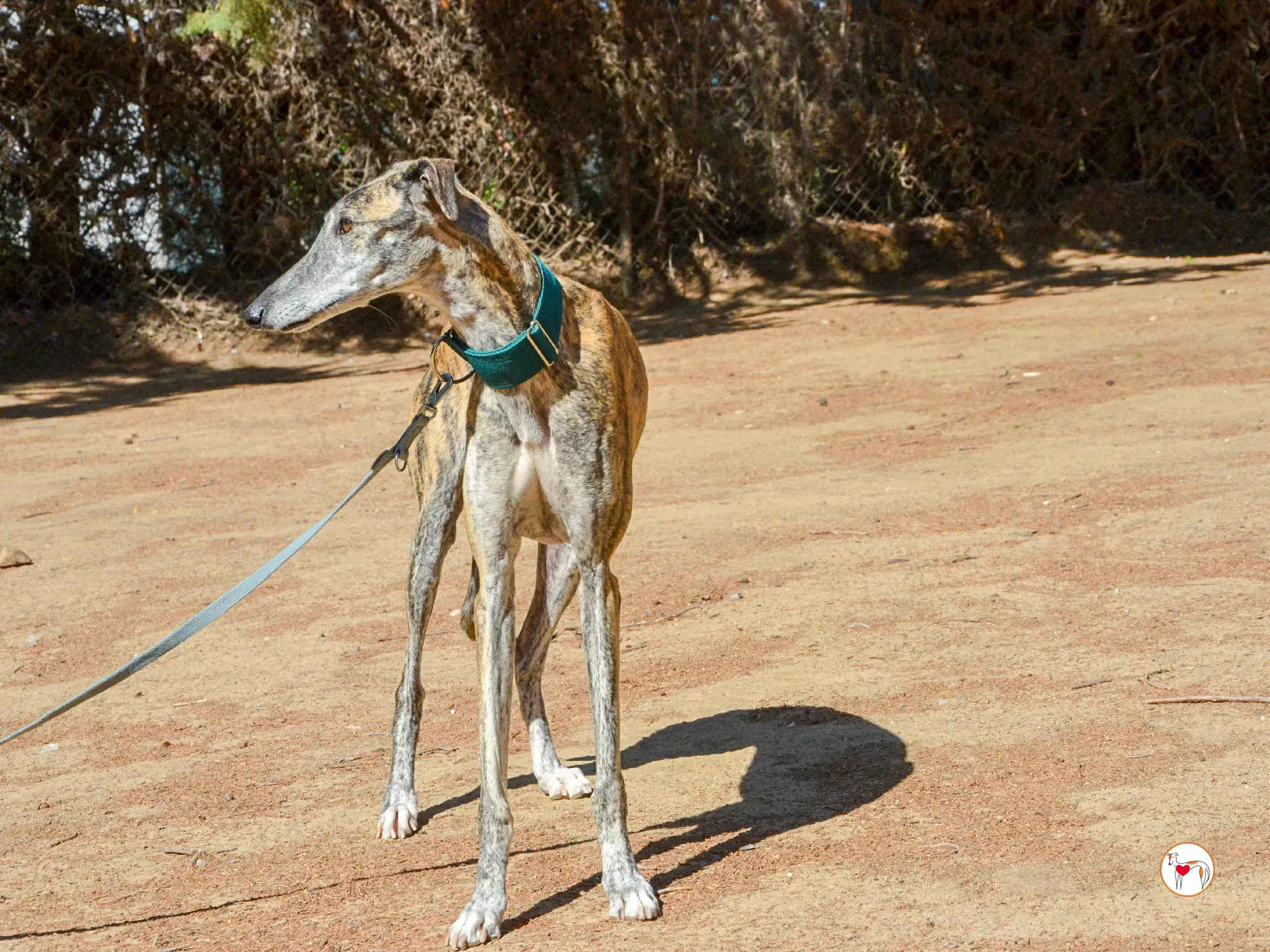 lizzie galgo adozione 25