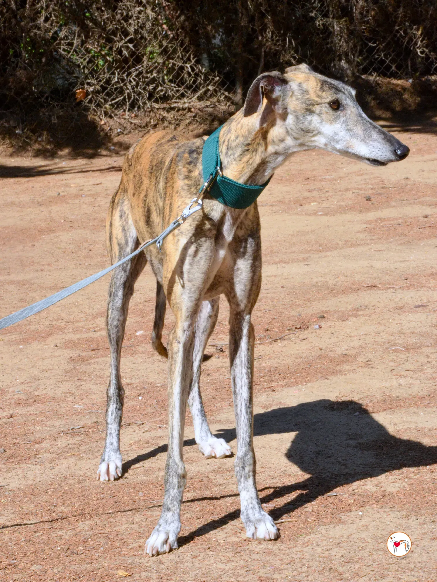 lizzie galgo adozione 26