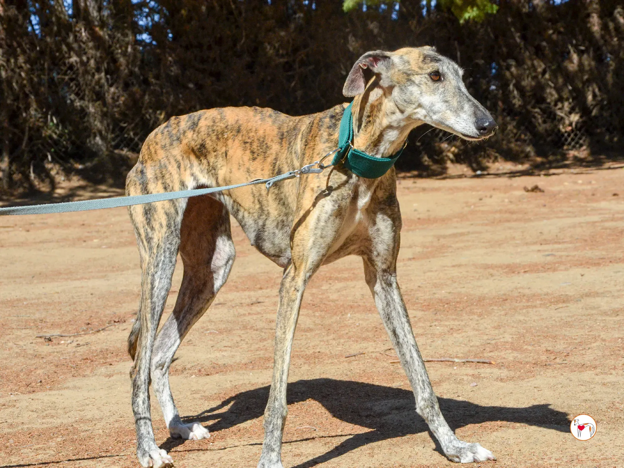 lizzie galgo adozione 27