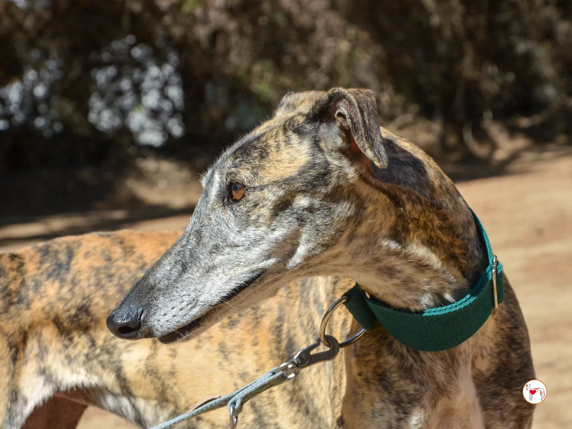 lizzie galgo adozione 28