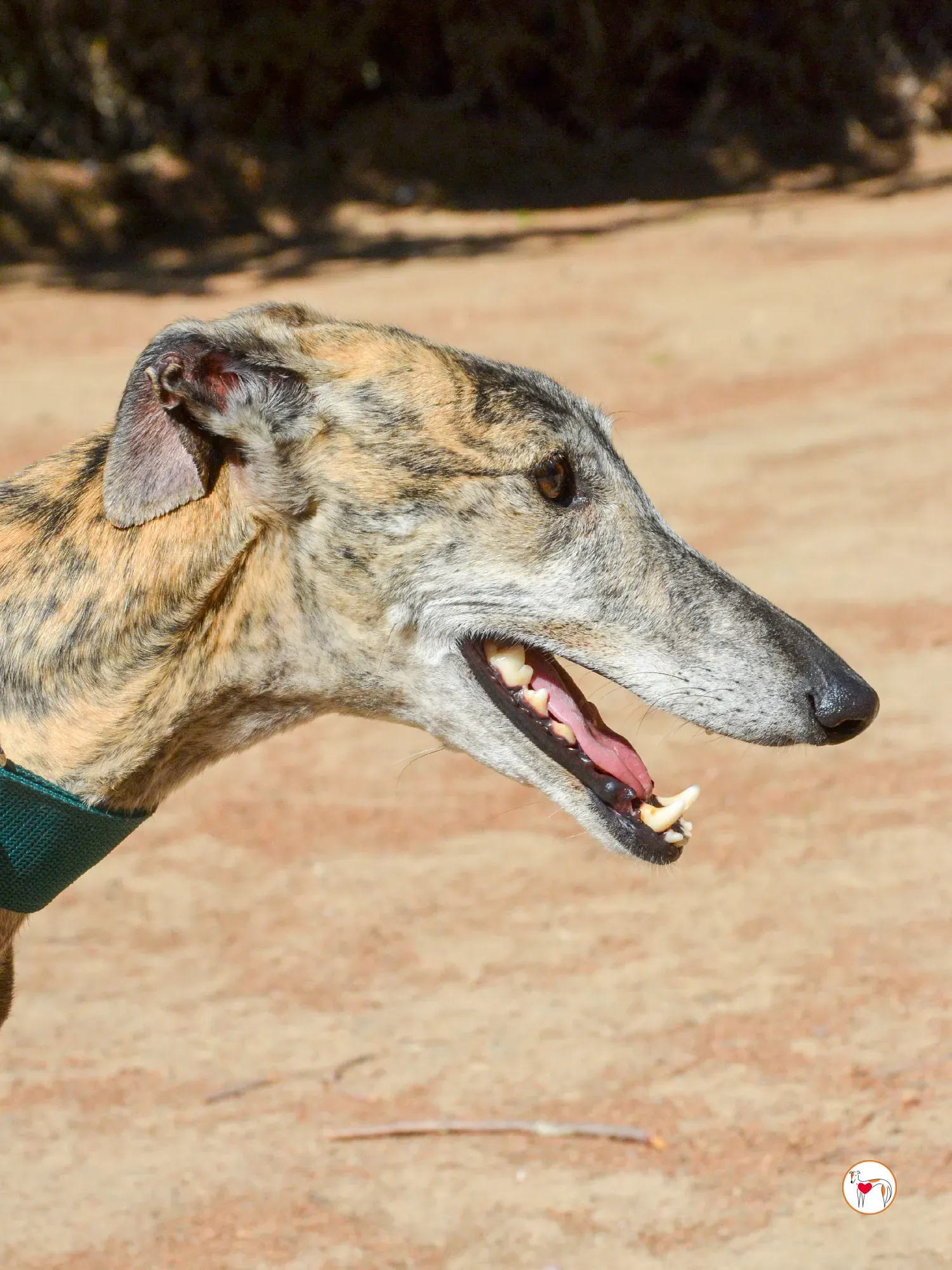 lizzie galgo adozione 29