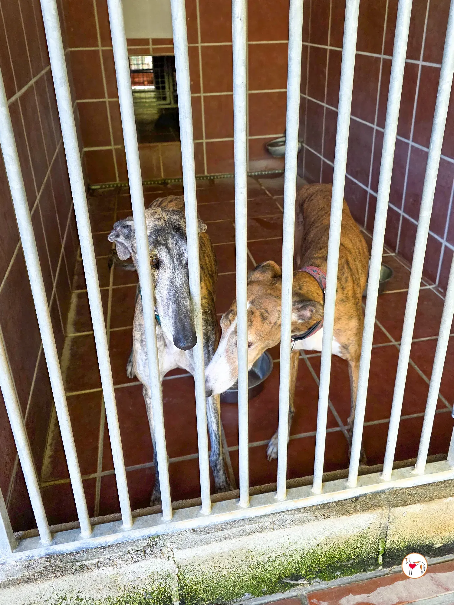 lizzie galgo adozione 3