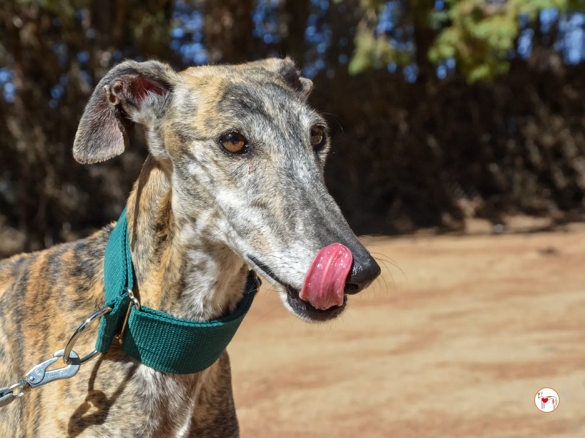 lizzie galgo adozione 30