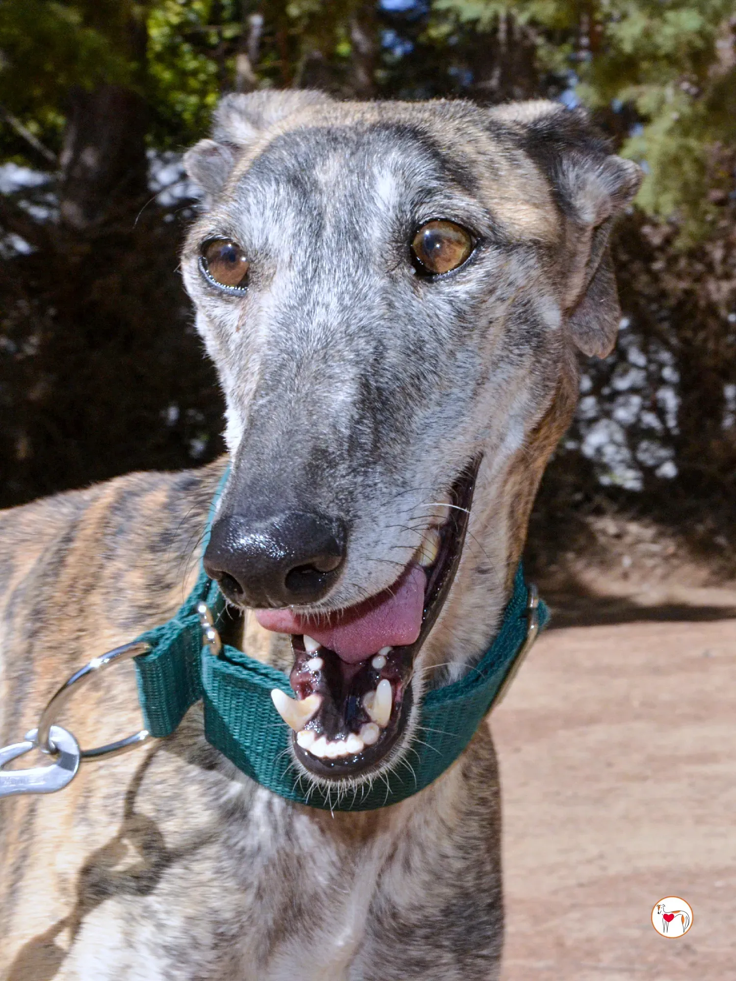 lizzie galgo adozione 31